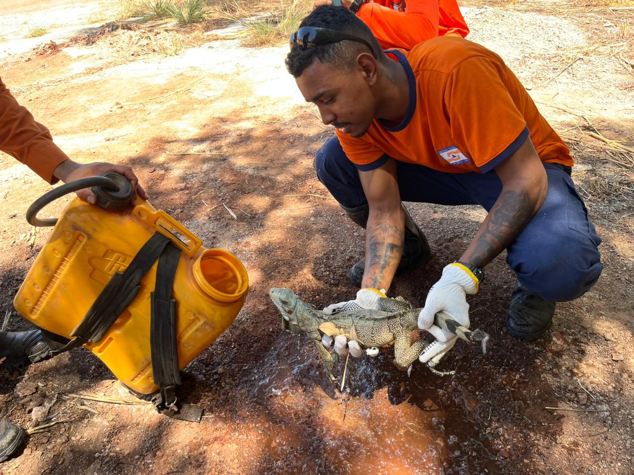 Camaleâo é salvo por grigadistas da Defesa Civil Municipal durante combate à queimada na região Sul de Palmas