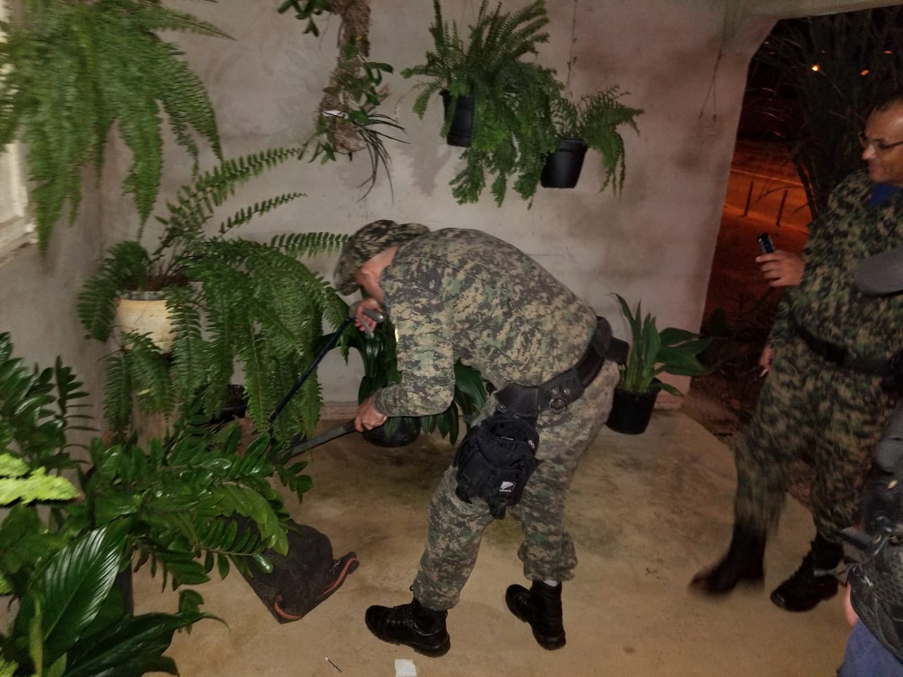 Inspetoria ambiental da GMP resgata animal silvestre encontrado em uma residência no setor Palmas Sul