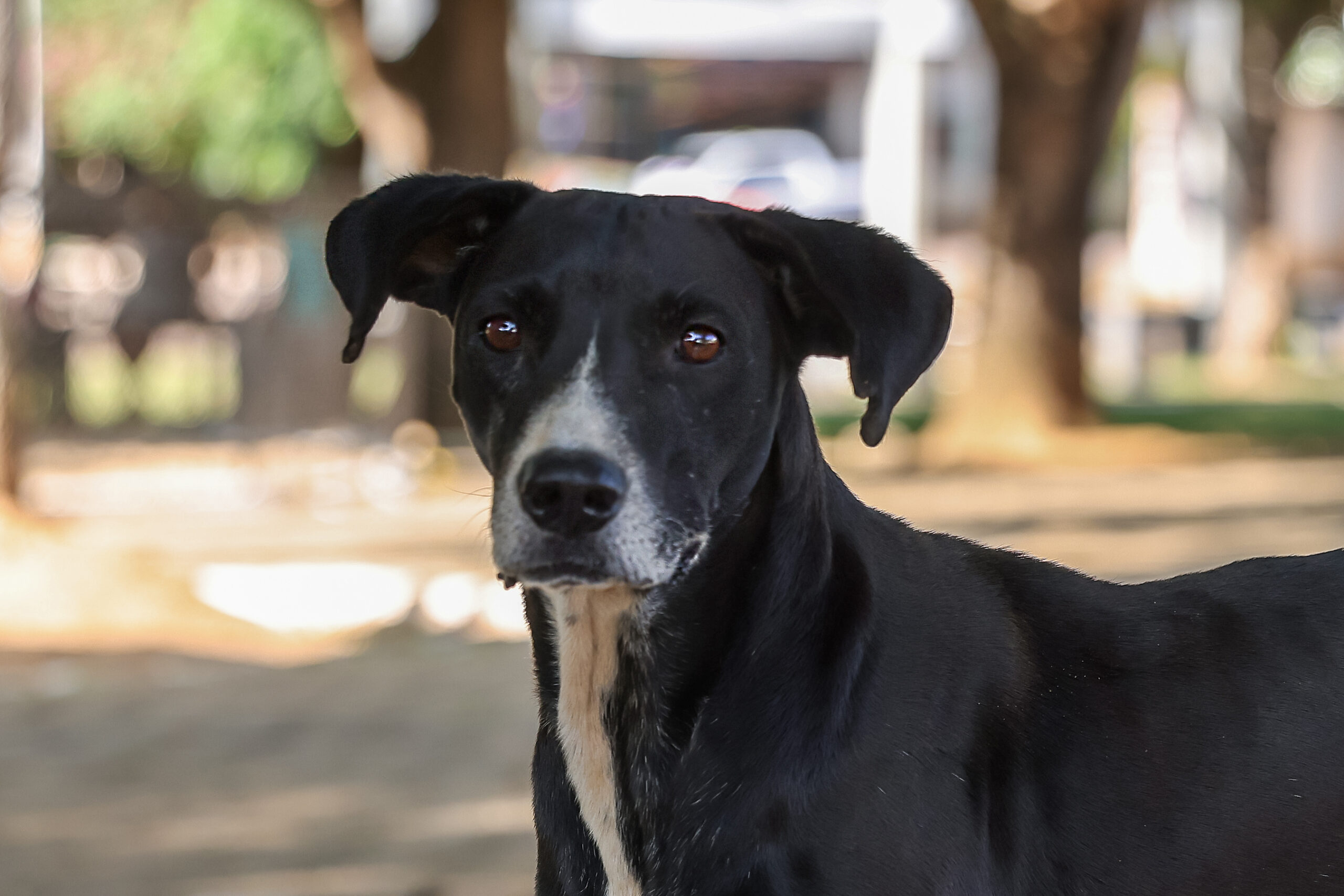 Semus credencia clínicas veterinárias para castração de cães e gatos