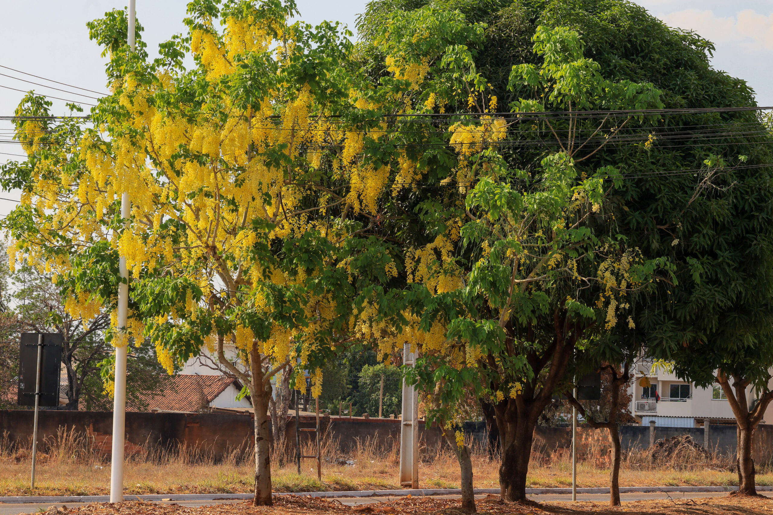 Saiba como solicitar autorização para realizar poda ou retirada de árvores em Palmas