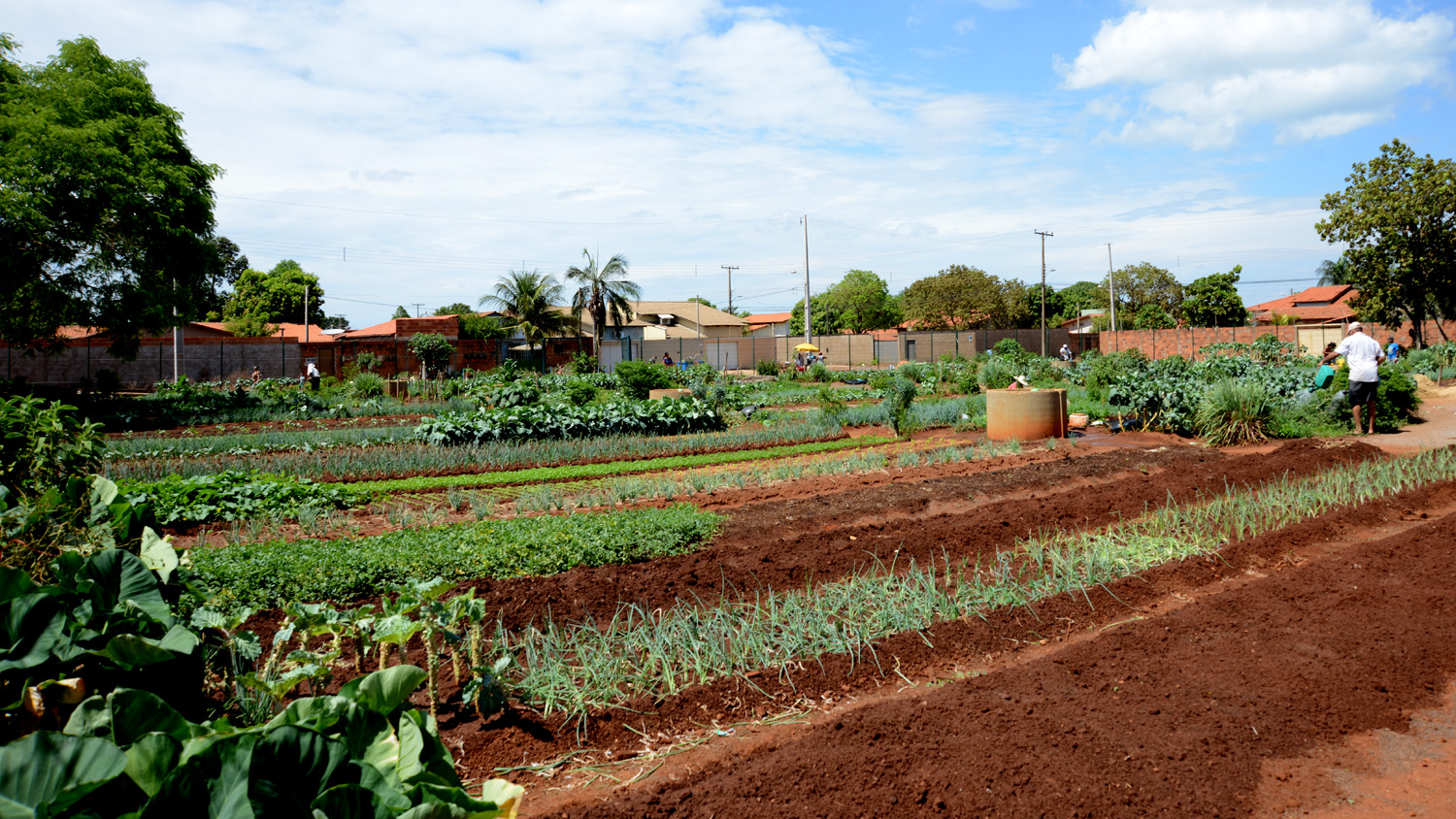 Oficina da estratégia Alimenta Cidades com foco na segurança alimentar e inclusão social será realizada em Palmas nos dias 20 e 21 de fevereiro