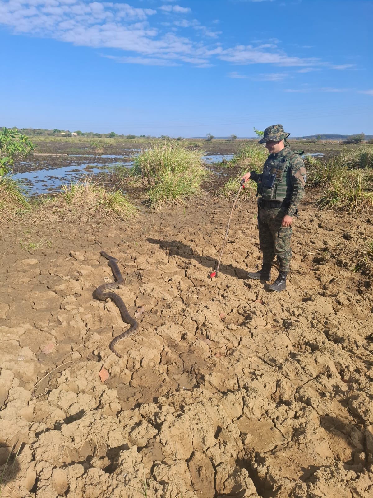 Guarda Metropolitana Ambiental resgata sucuri de três metros e devolve animal à natureza em Palmas