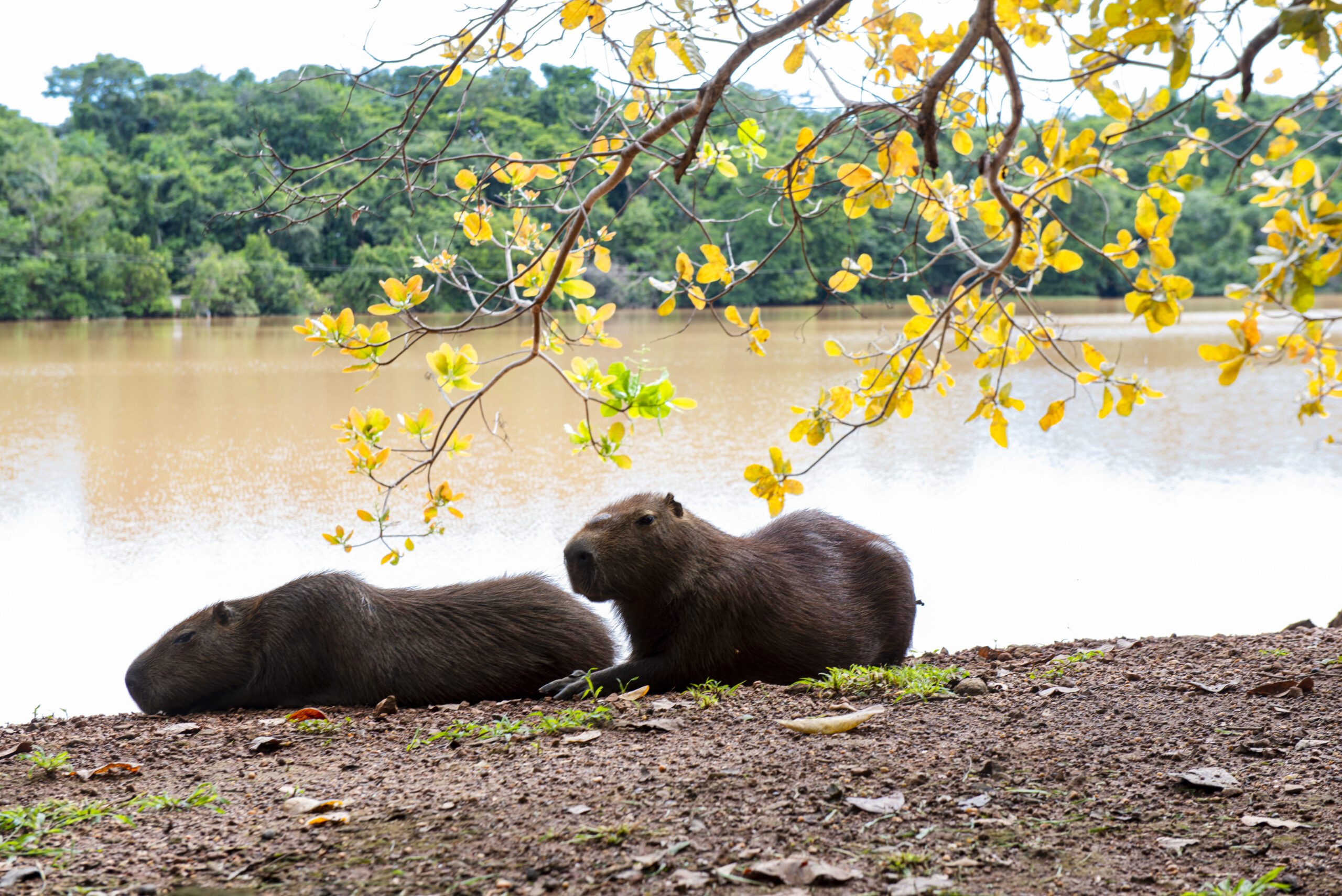 Semana do Meio Ambiente começa nesta segunda-feira, 2, com roda de conversa sobre arborização e ação com animais