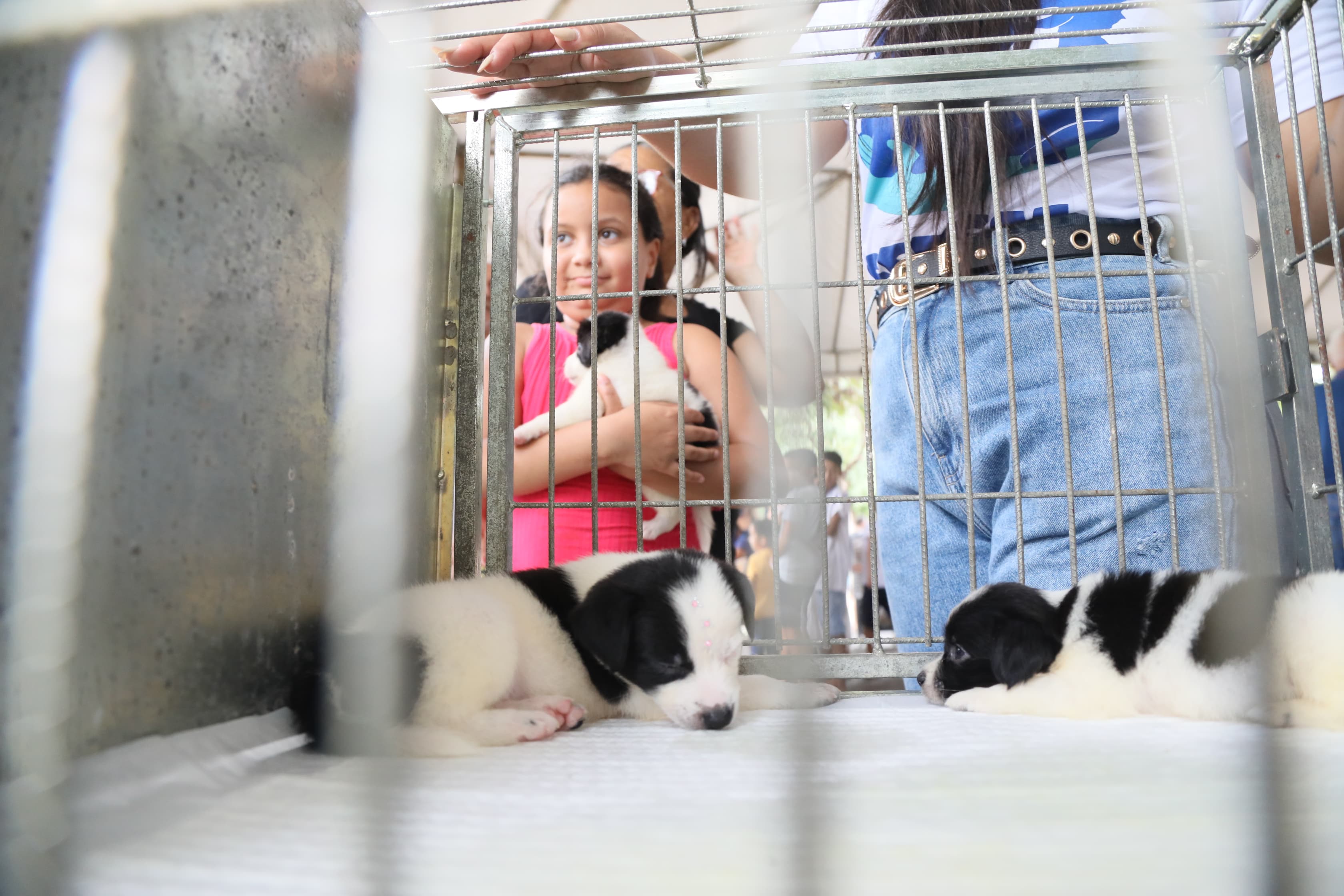 Primeira feira de adoção da Secretaria de Bem-Estar Animal

