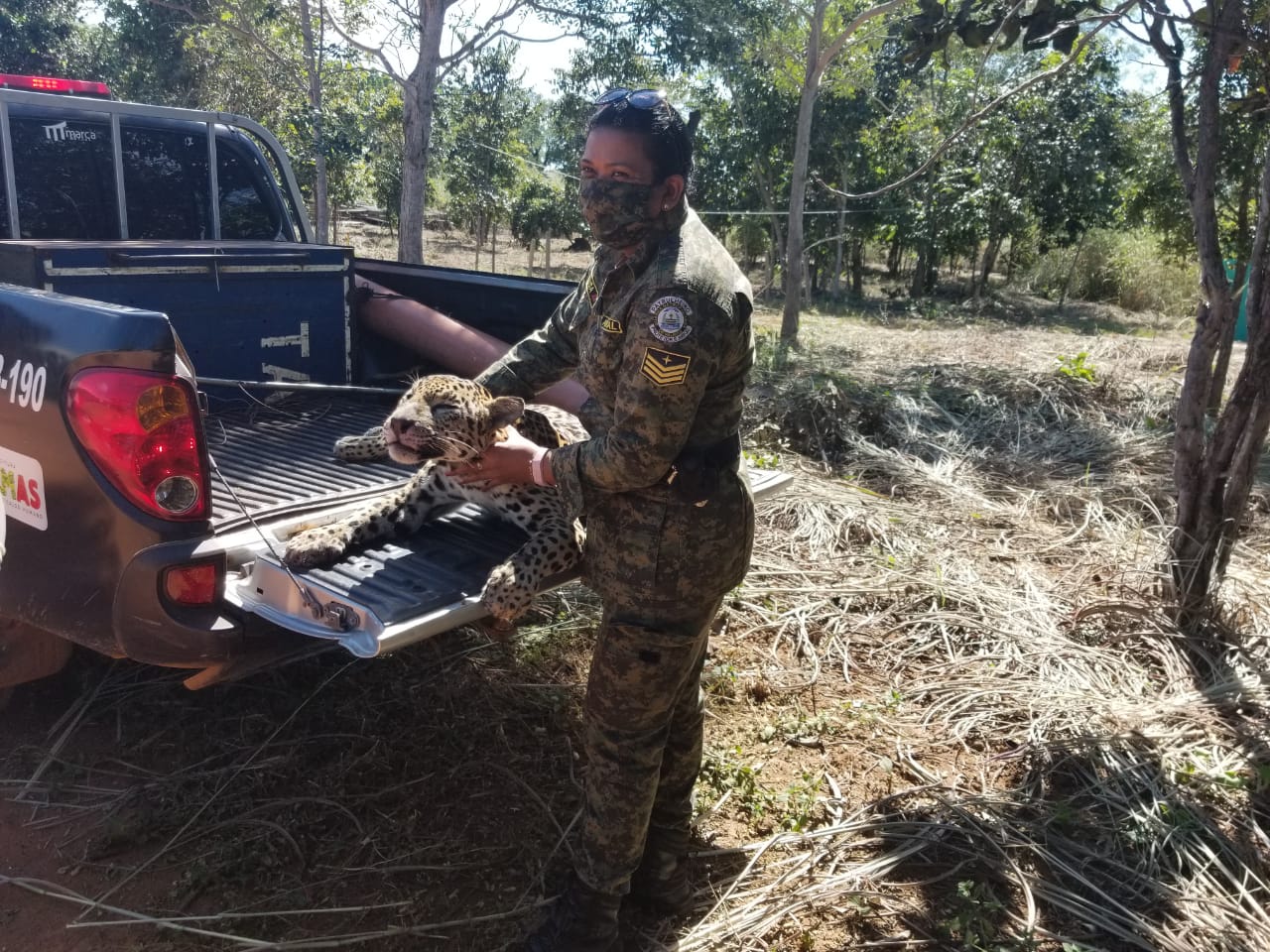 Divisão Ambiental da GMP recolhe corpo de onça pintada às margens da rodovia T0-10