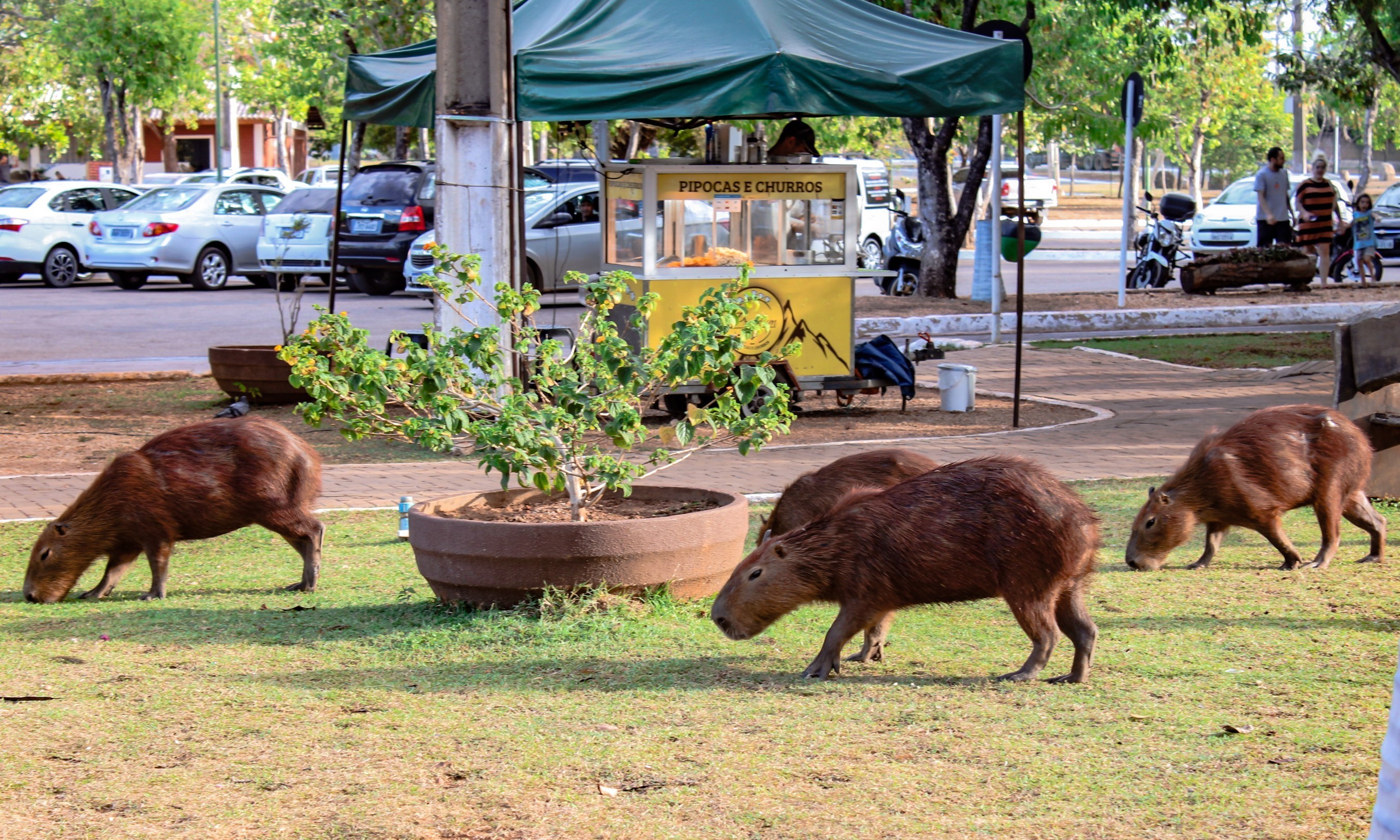 Capivaras circulam livremente pelo Parque Cesamar, integradas ao espaço urbano e natural da Capital 