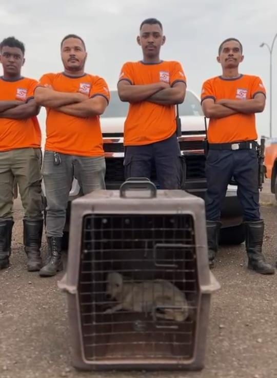 Após o resgate o animal foi encaminhado para uma clinica veterinária em Taquaralto para cuidados médicos. Foto:Defesa Civil de Palmas
