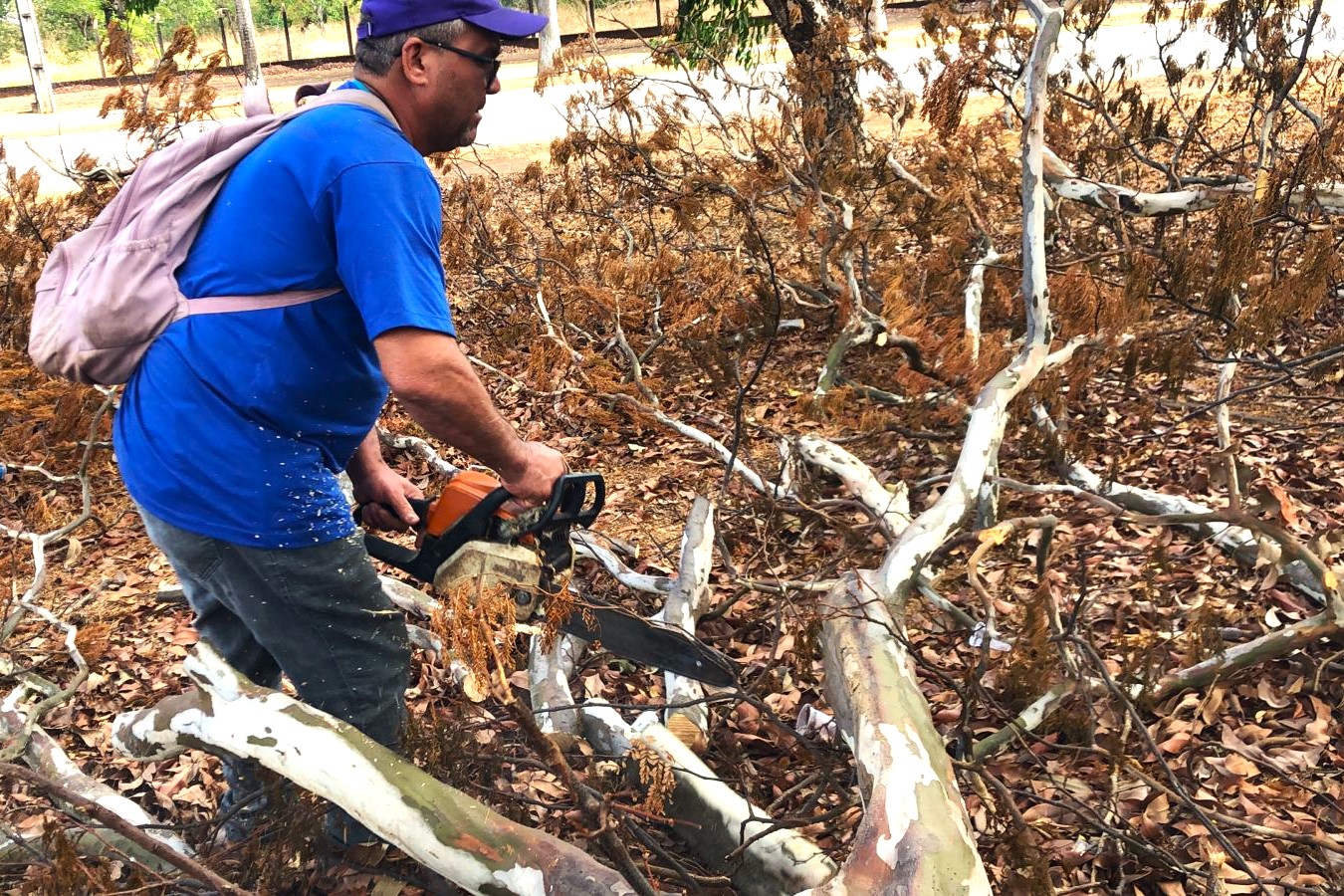 Corte e retirada de galhadas em frente ao Palacinho