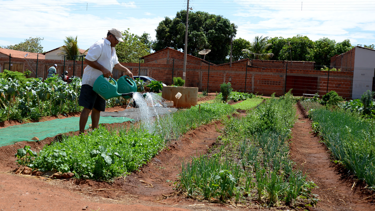Estudo aponta que hortas comunitárias apresentam níveis satisfatórios de fertilidade