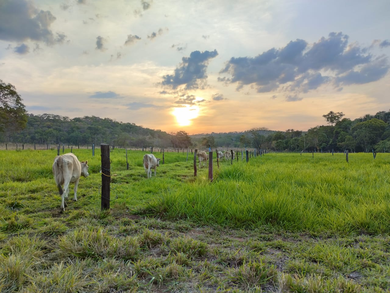 Produtores de leite conhecem manejo de pasto irrigado para melhorar a produção