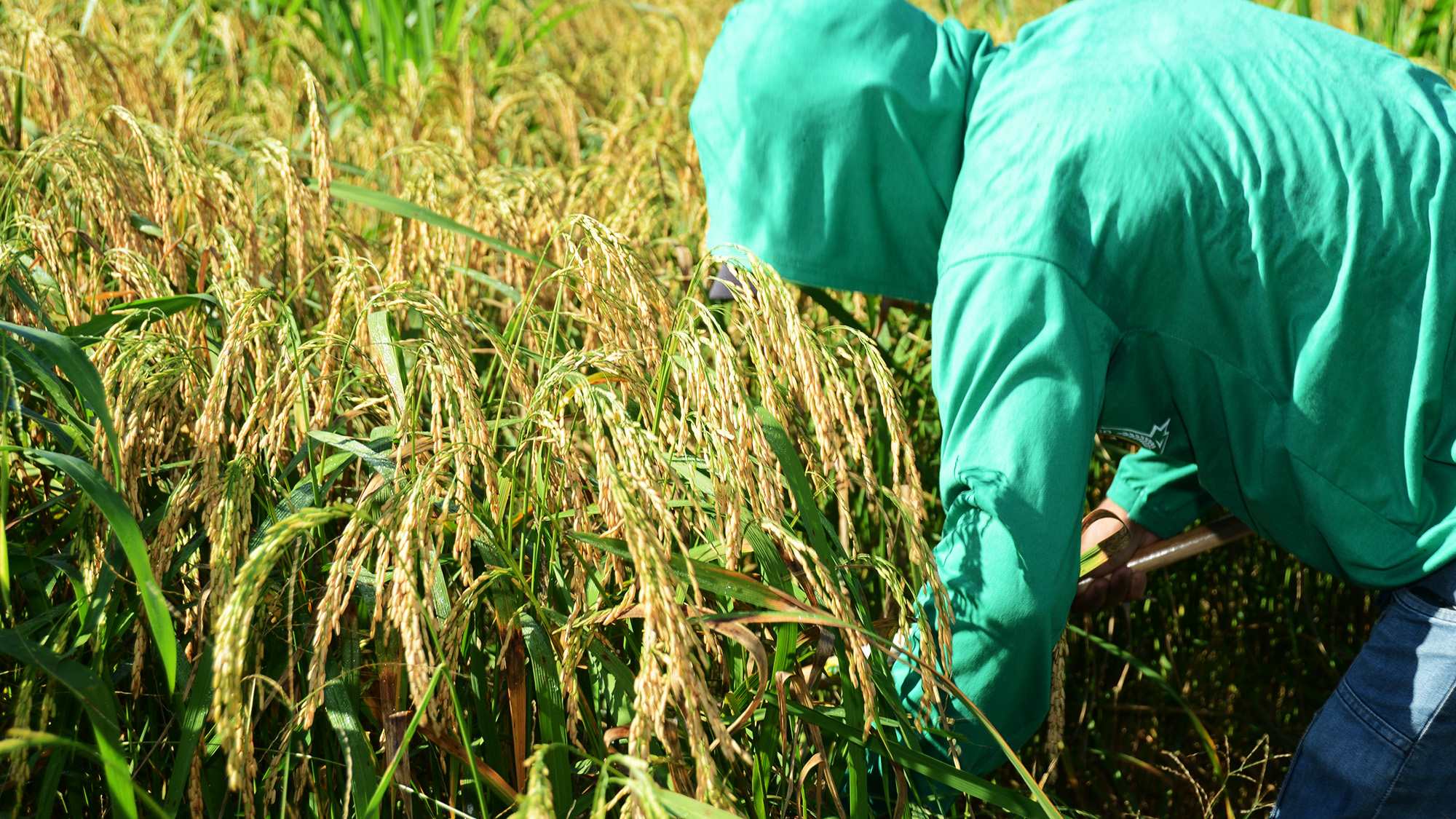 Seder conclui colheita de arroz em área experimental e obtém 1,6 mil quilos