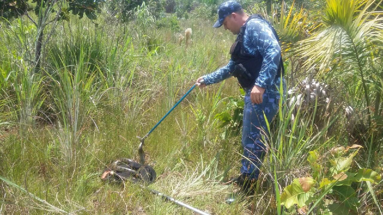 Sucuri e jiboia são encontradas na região Sul de Palmas