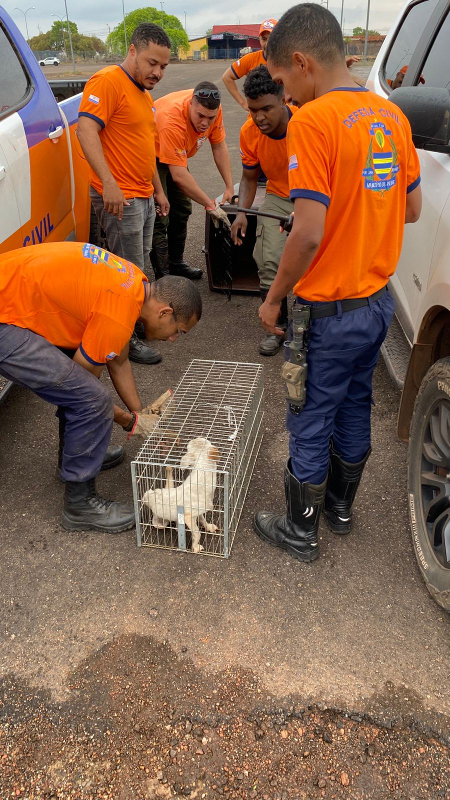 Defesa Civil de Palmas resgata cão de peuqeno porte em bueiro da Capital