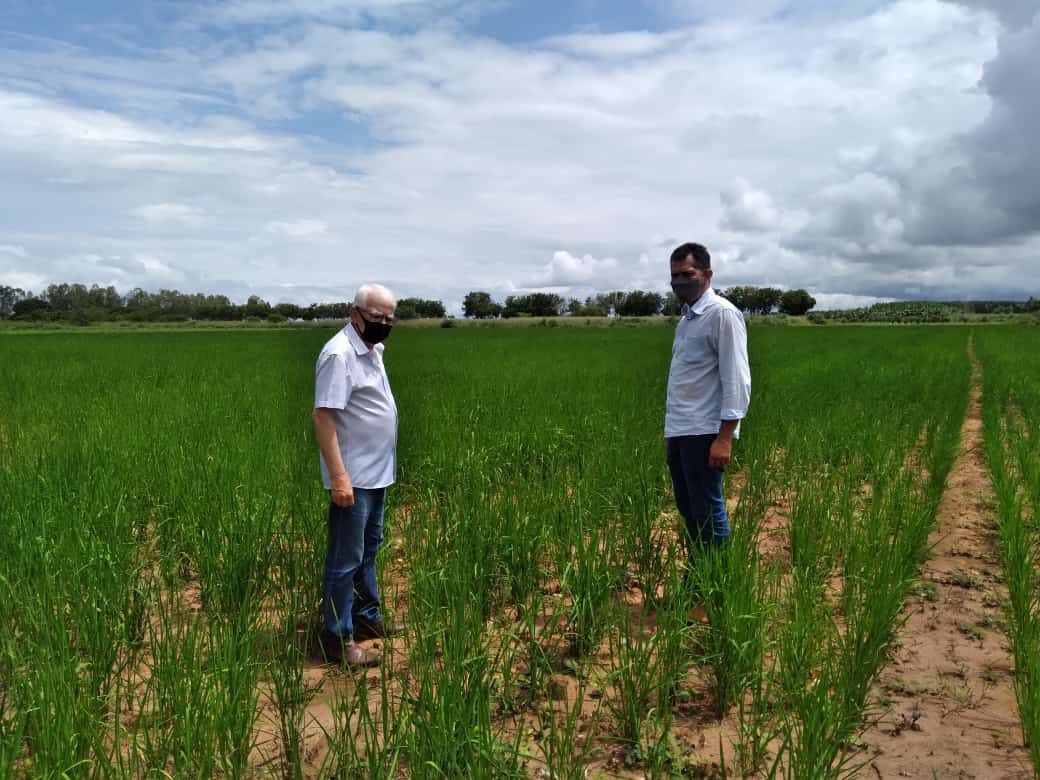 Secretaria de Desenvolvimento Rural espera colher seis toneladas de arroz em sua Unidade de Produção