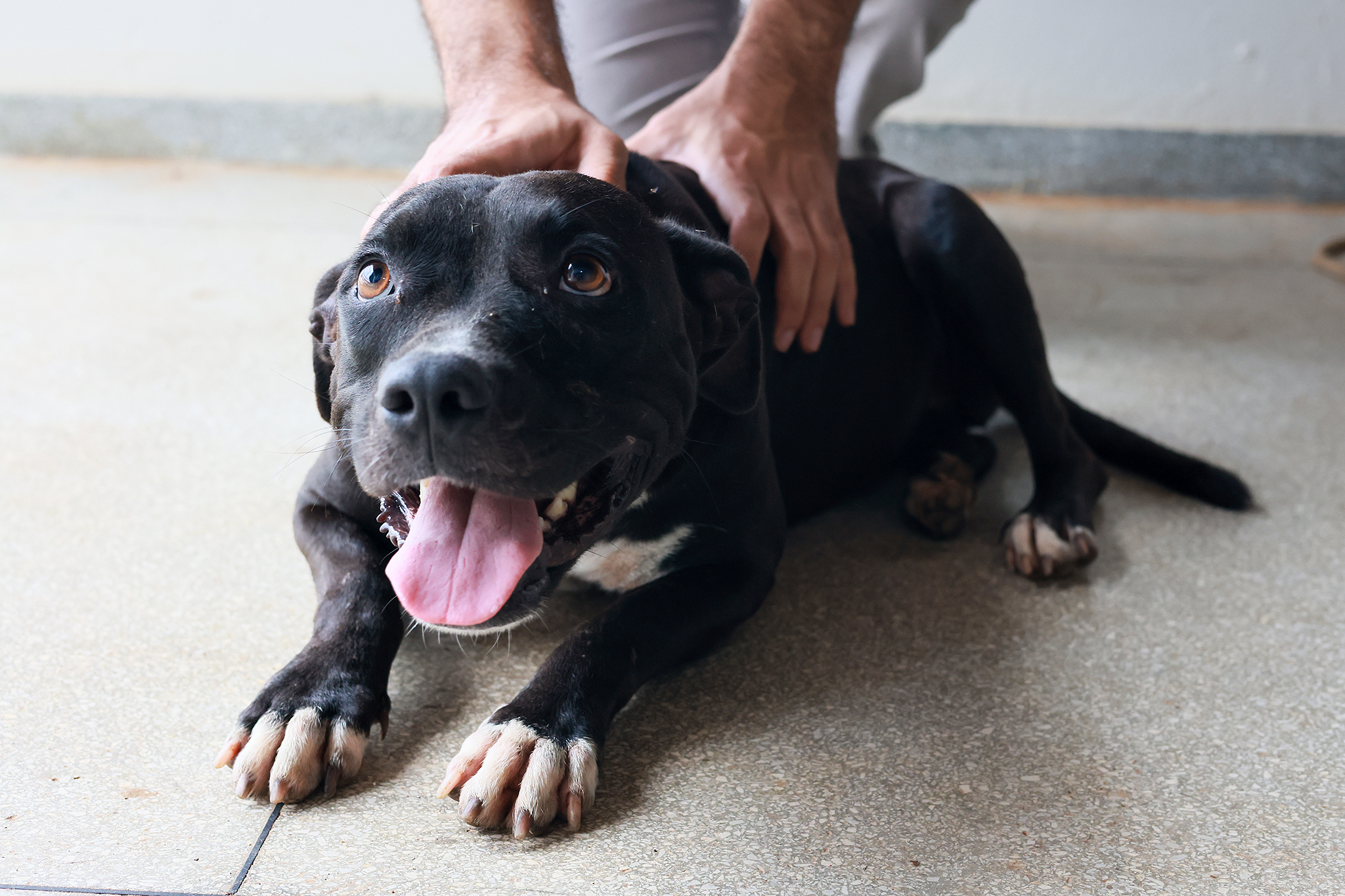 Prefeitura de Palmas reforça campanha de adoção no Dia do Amor