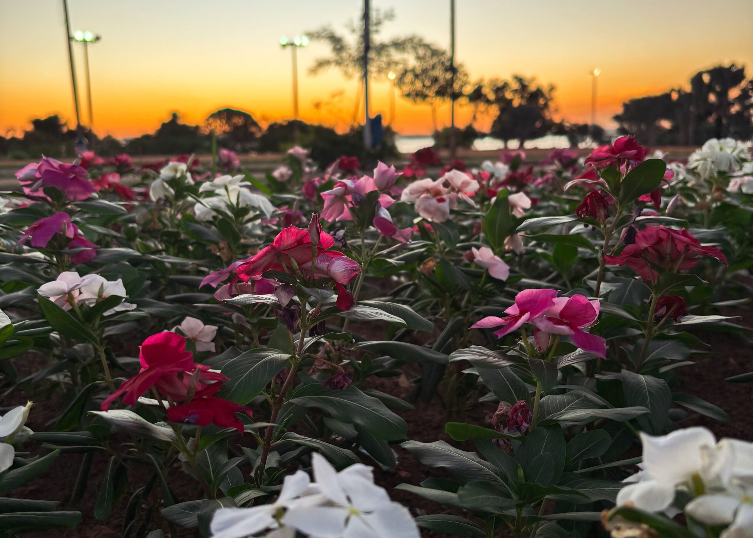 Zeladoria Urbana de Palmas planta 142 mil mudas ornamentais em praças, avenidas e praias no mês de maio