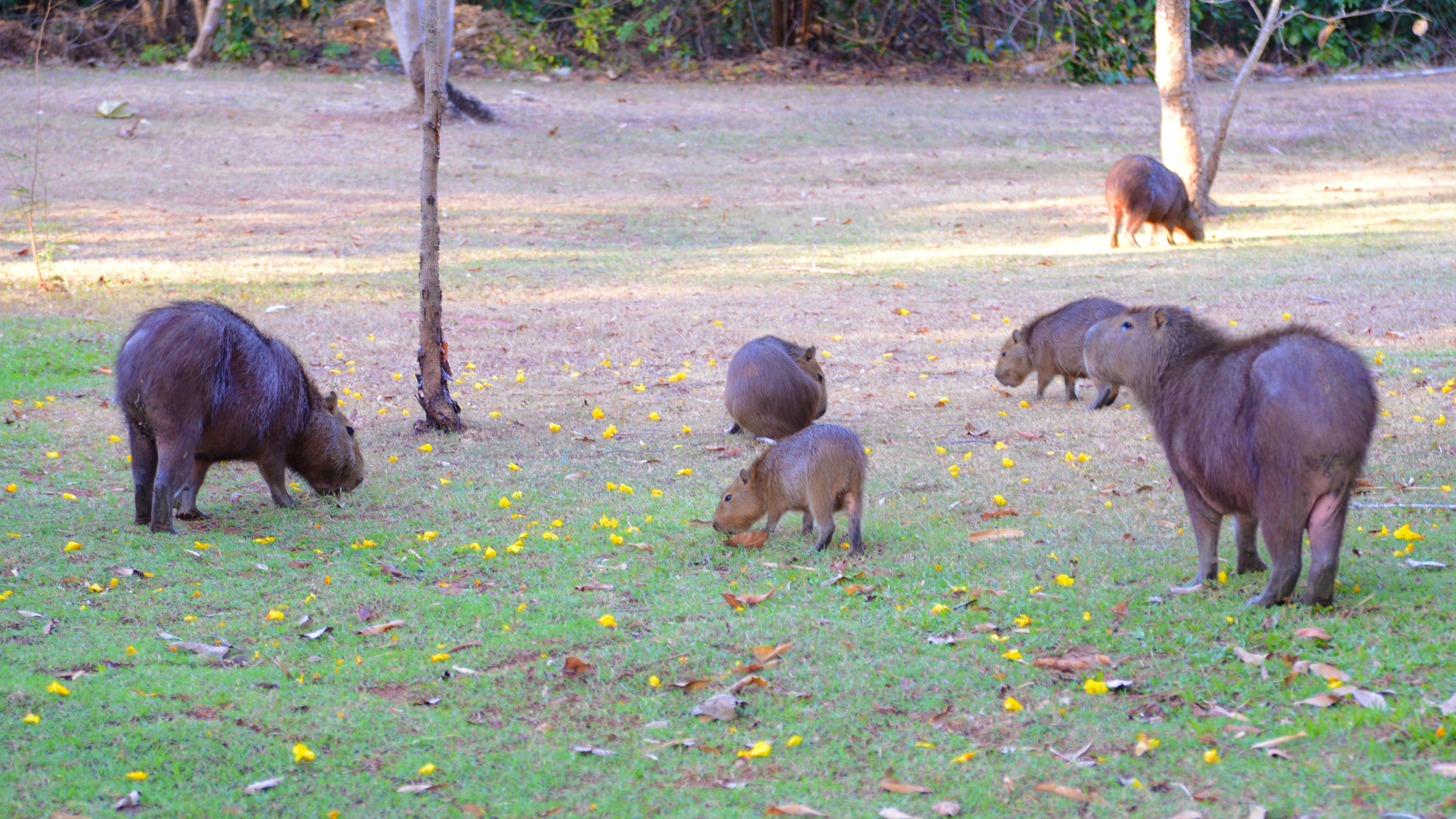 Prefeitura inicia execução do Diagnóstico da População de Capivaras
