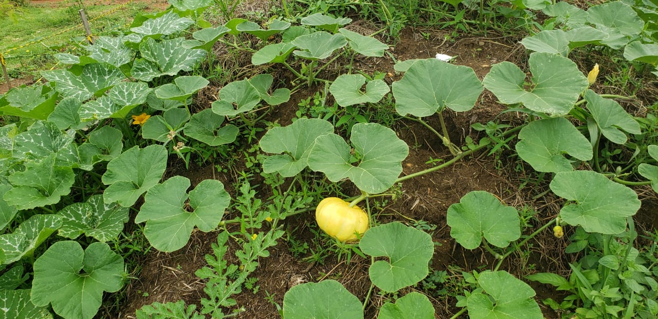 Cmei Pequeno Príncipe recebe alimentos orgânicos de projeto da UFT