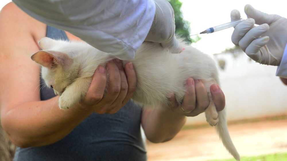 Sábado é dia de proteger seu animalzinho contra Raiva