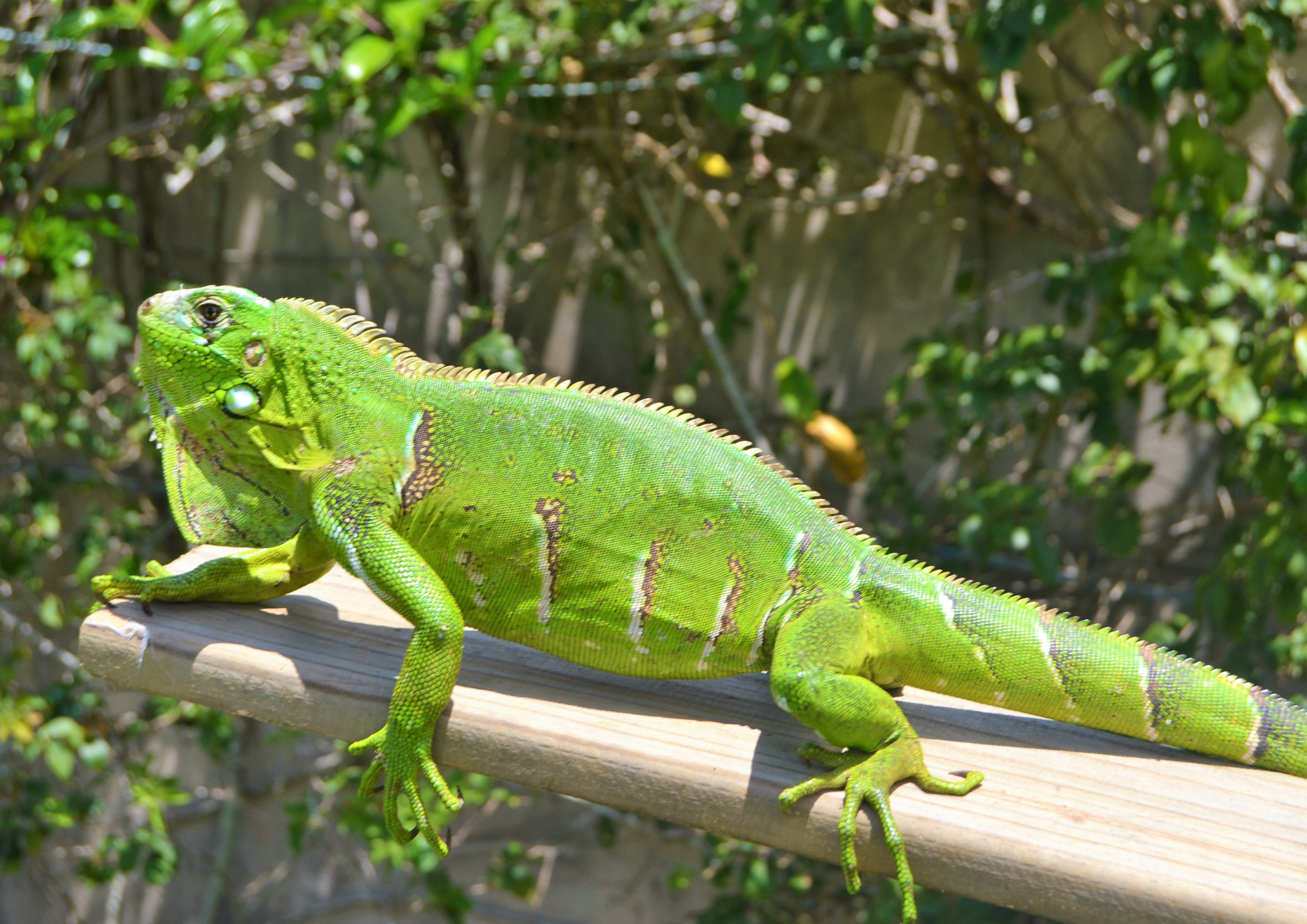 Prefeitura de Palmas reforça orientação para que população evite contato com animais silvestres em áreas urbanas