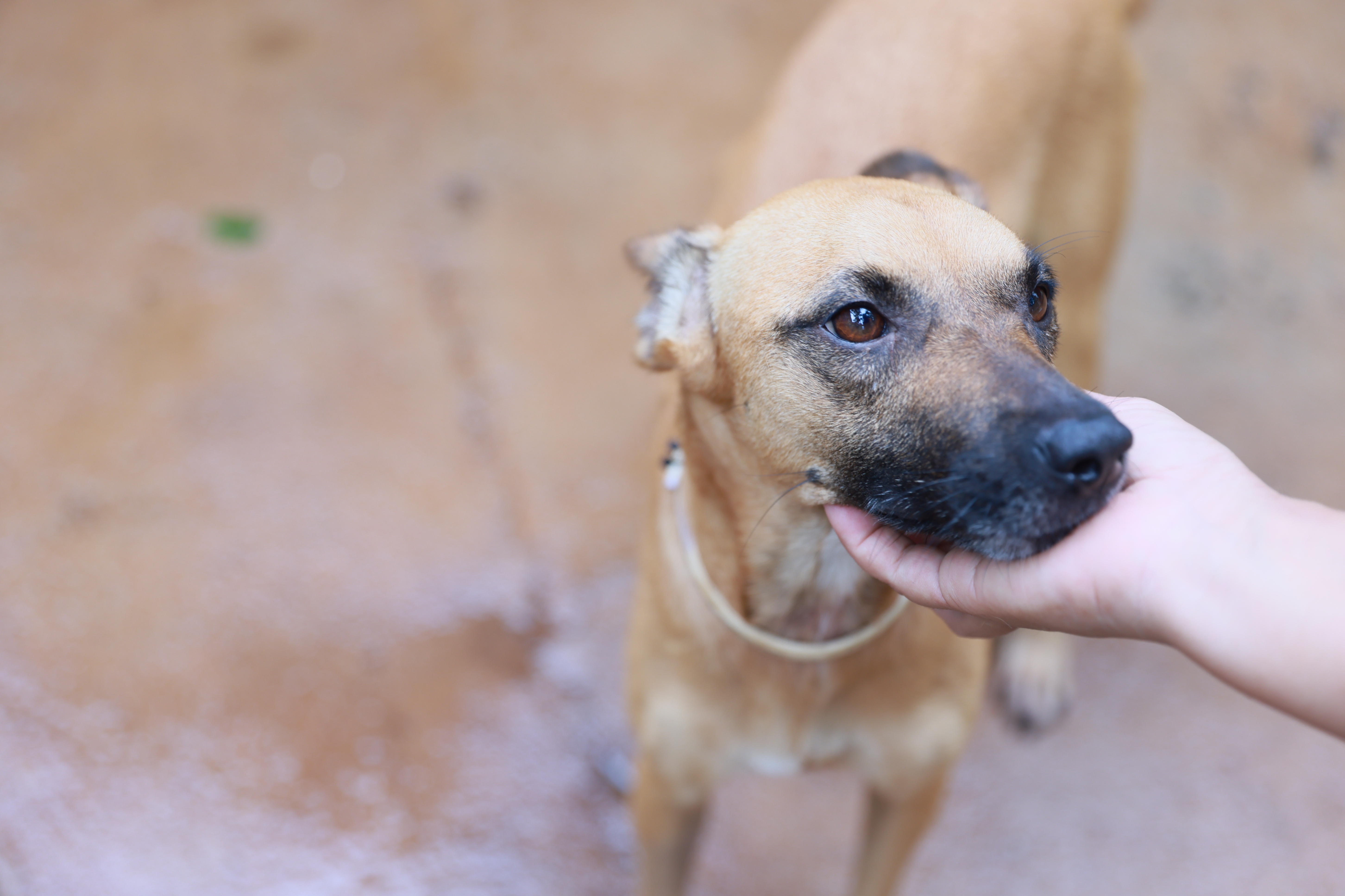 Vira-lata disponível para adoção nas ações promovidas pela prefeitura

