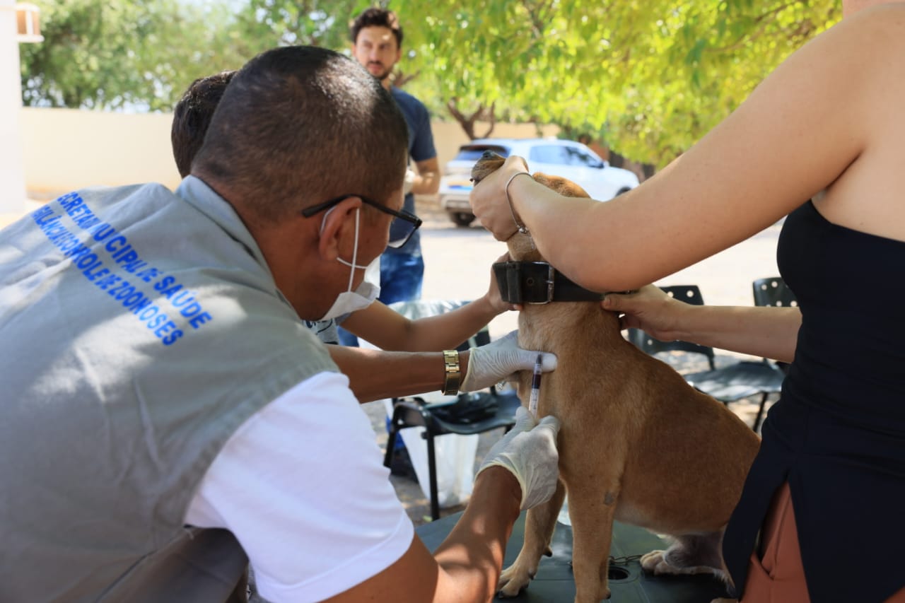 Cães passaram por testagem para leishmaniose visceral