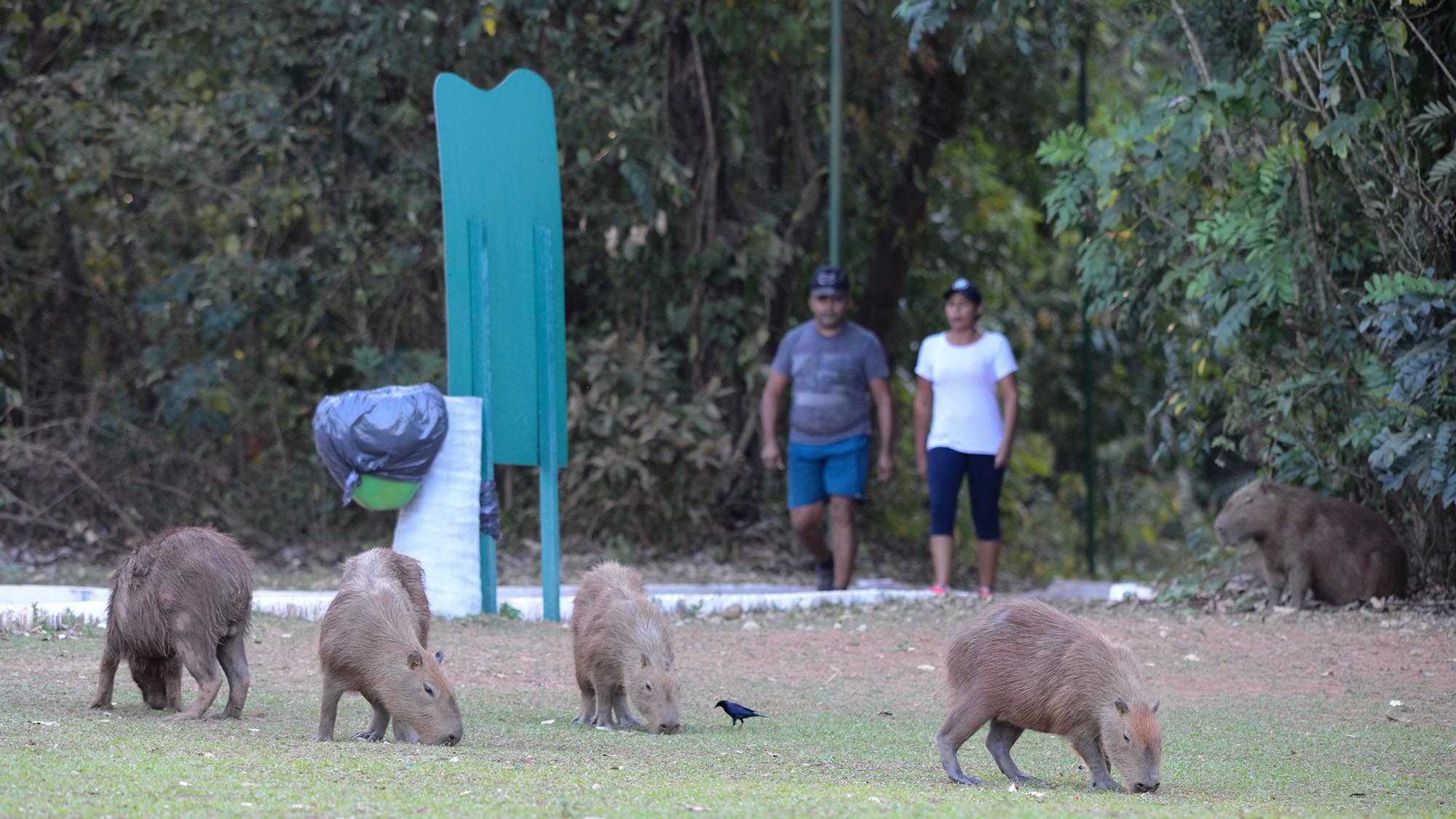 Parque Cesamar ficará fechado para capacitação em manejo de capivaras