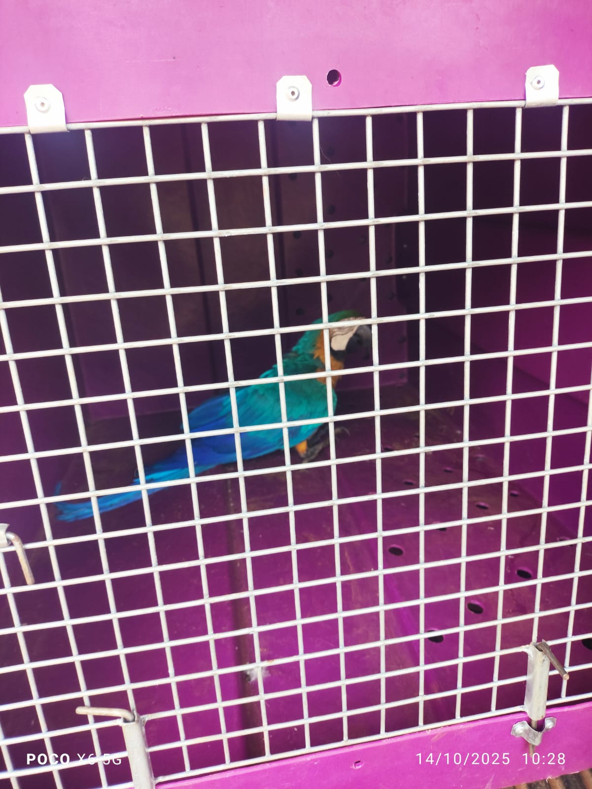 Arara-Canindé ferida é resgatada pela Guarda Ambiental na região Sul de Palmas