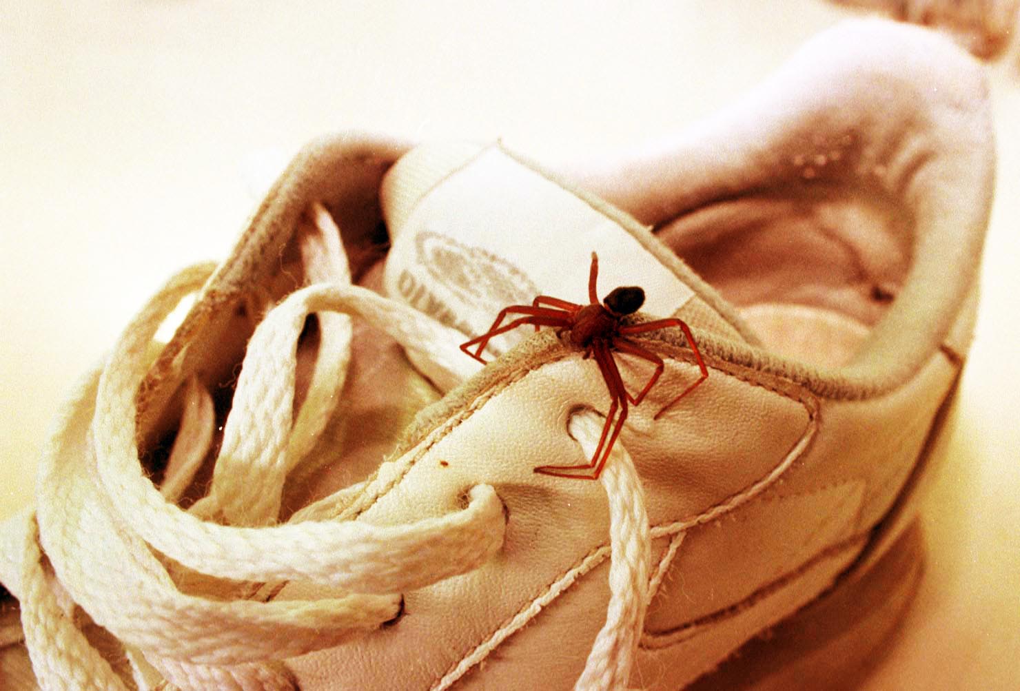 Biólogo da Semus orienta sobre cuidados com aranhas nesse período de chuvas