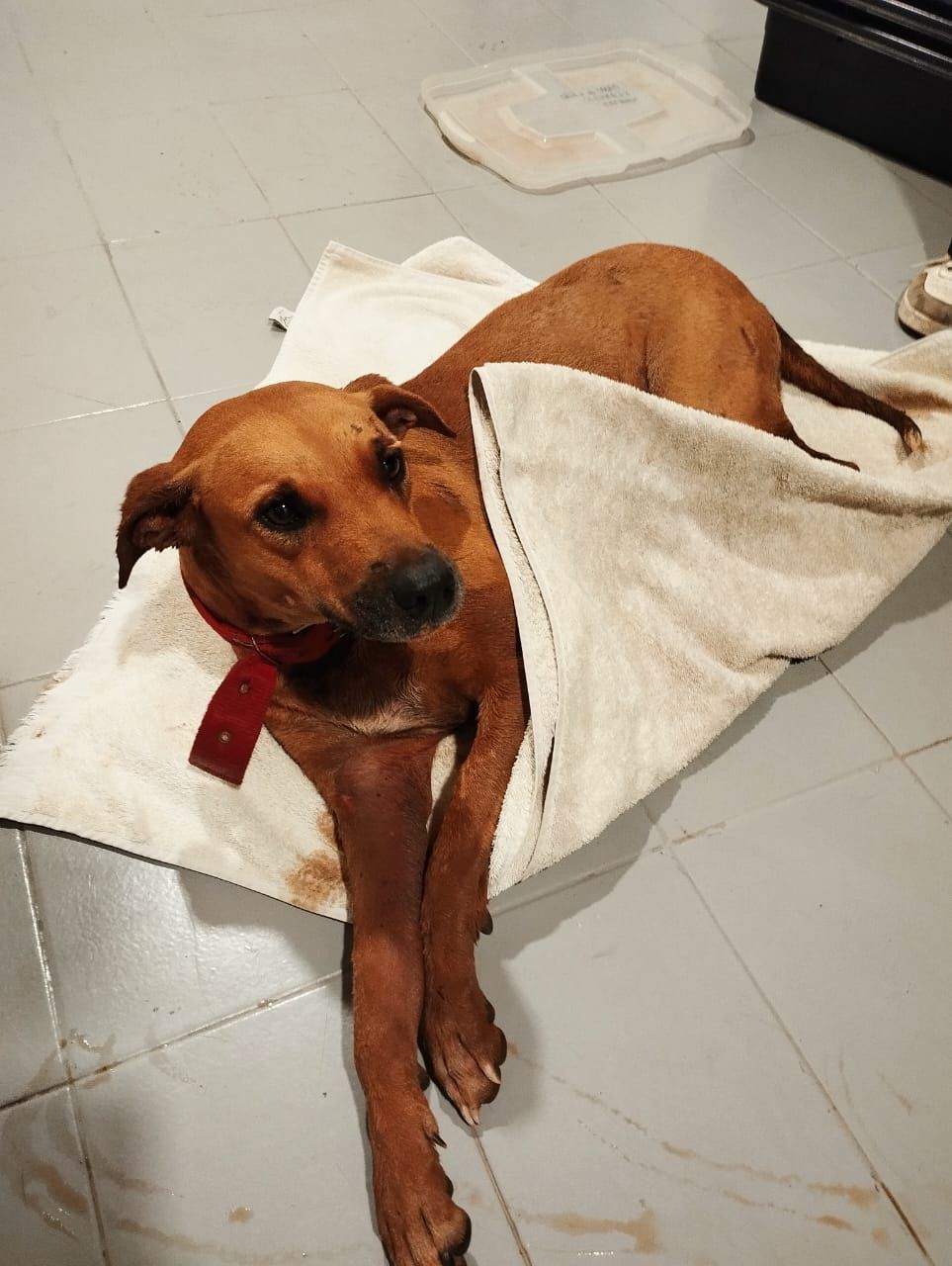 Guarda Metropolitana resgata cadela atropelada e garante atendimento veterinário