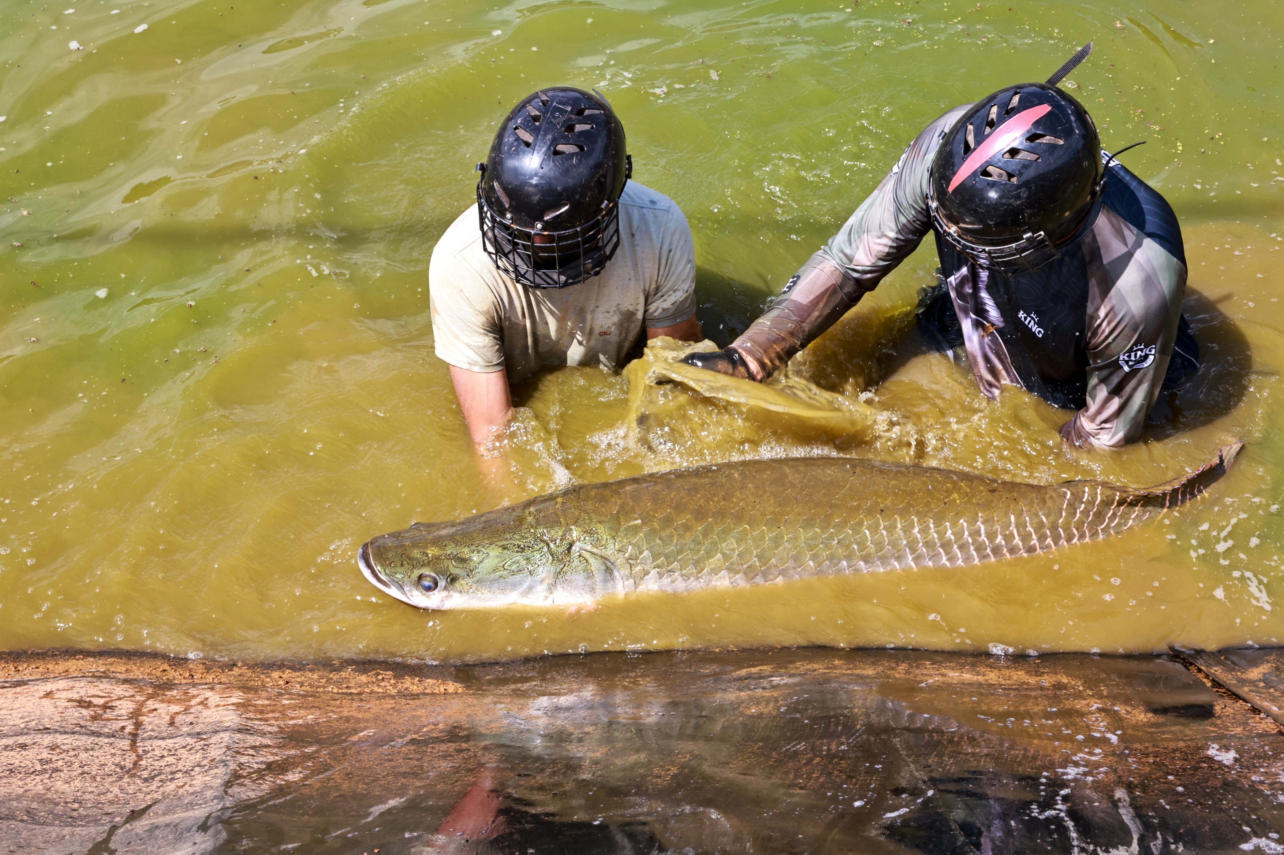 Técnicos da Embrapa no manejo do pirarucu, espécie amazônica com grande potencial comercial