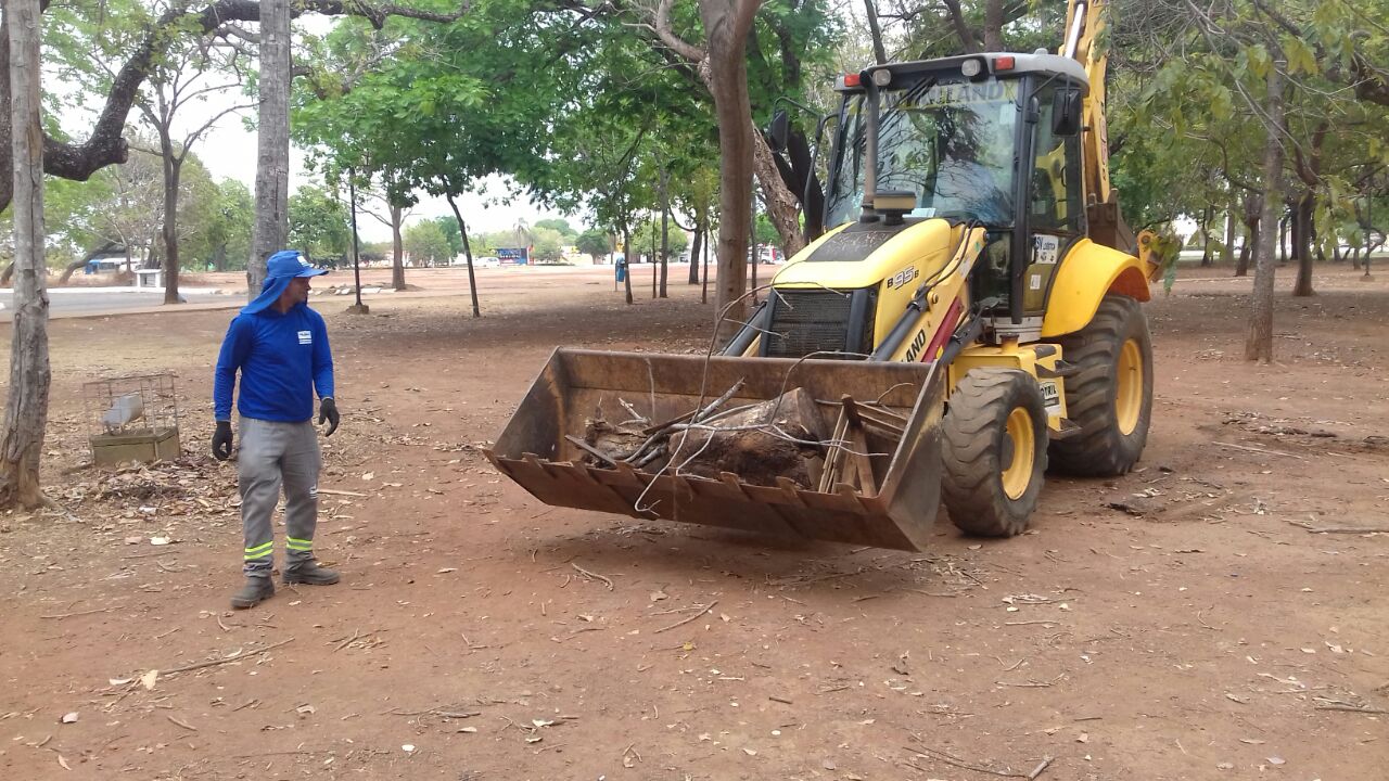 Prefeitura prepara plantio de árvores nativas que substituirão as derrubadas por temporal
