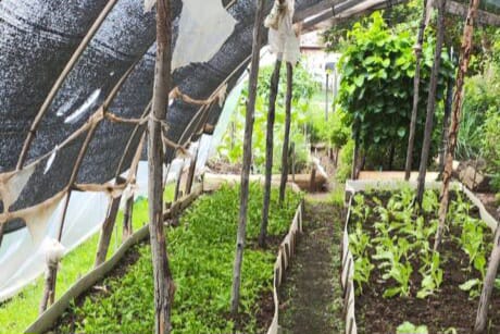 Adubo orgânico enriquece solo proporcionando maior retenção de nutrientes