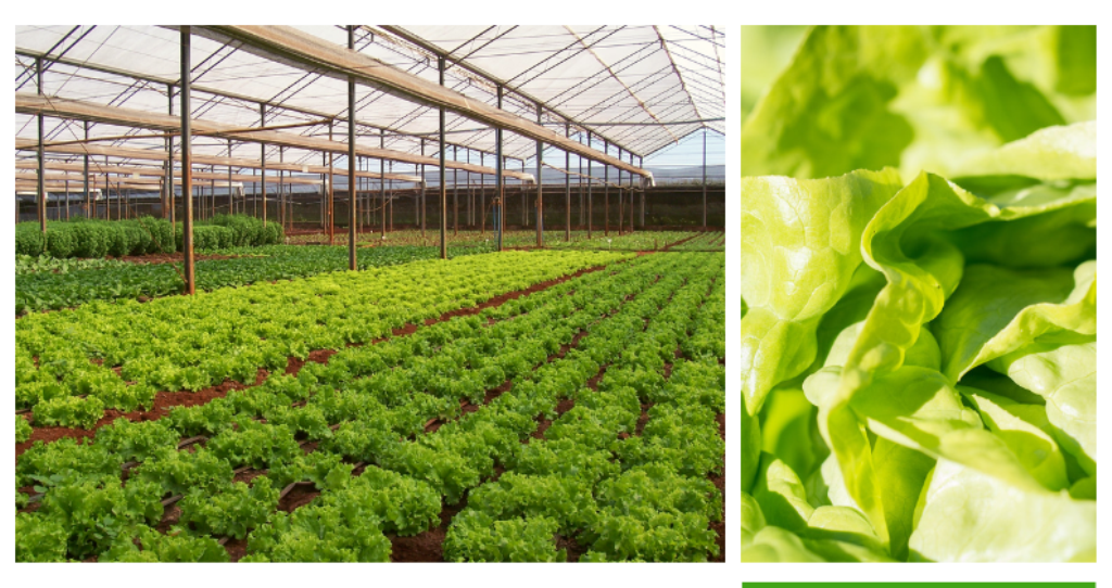 Cultivo protegido de hortaliças é tema de mais um dia técnico do Agosto Verde