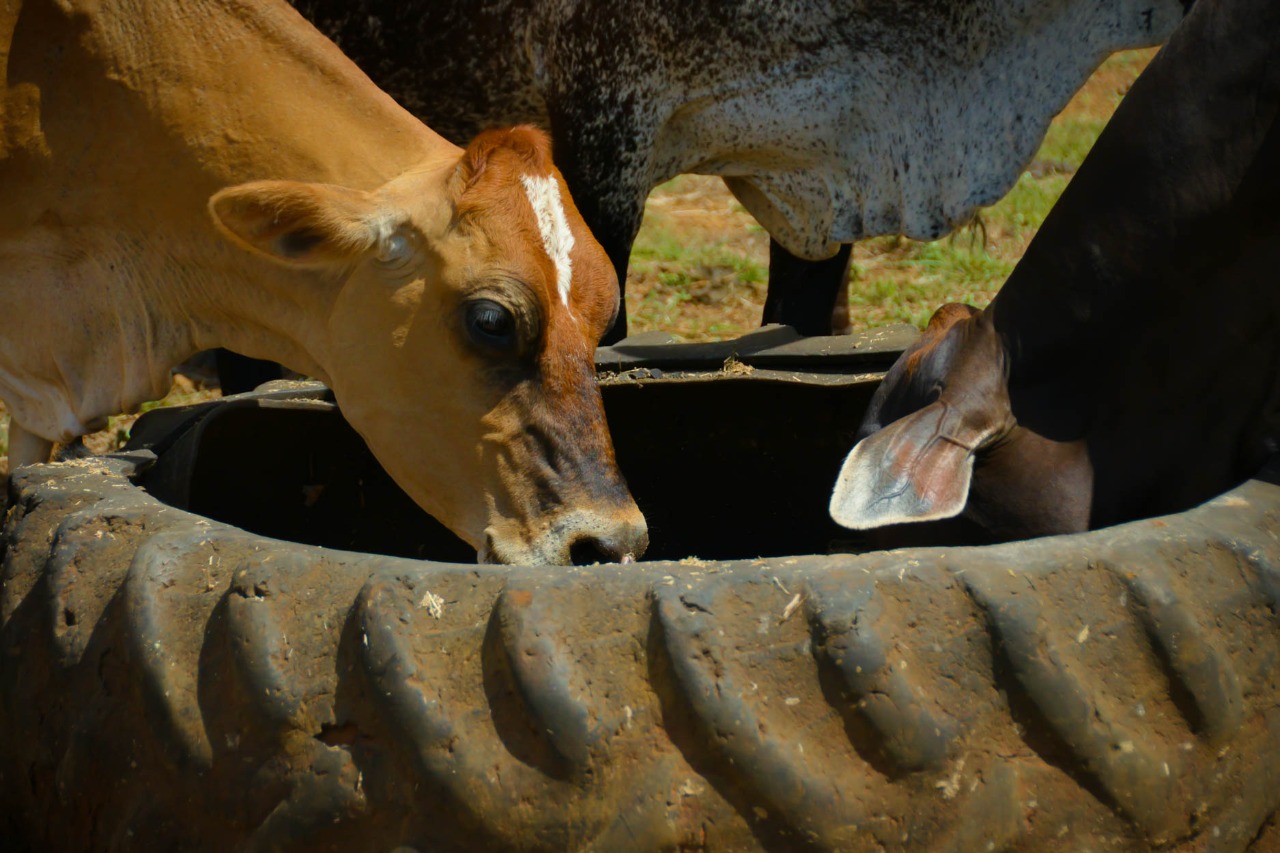 Bovinos da Unidade Demonstrativa de Pecuária Leiteira começam a receber silagem feita com sorgo e capim braquiária