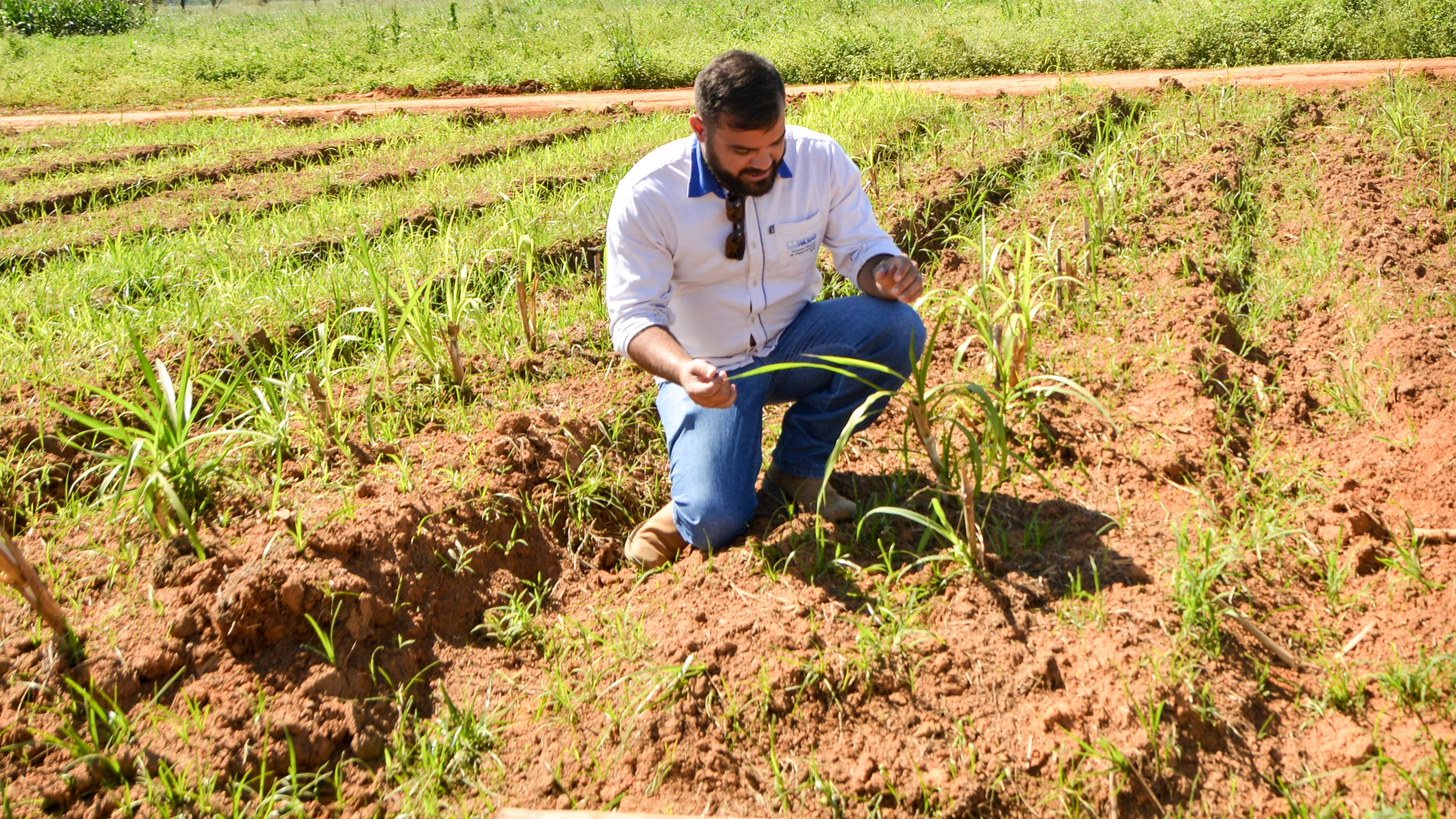Agrotins: Capiaçu garante rendimento e baixo custo para o produtor rural