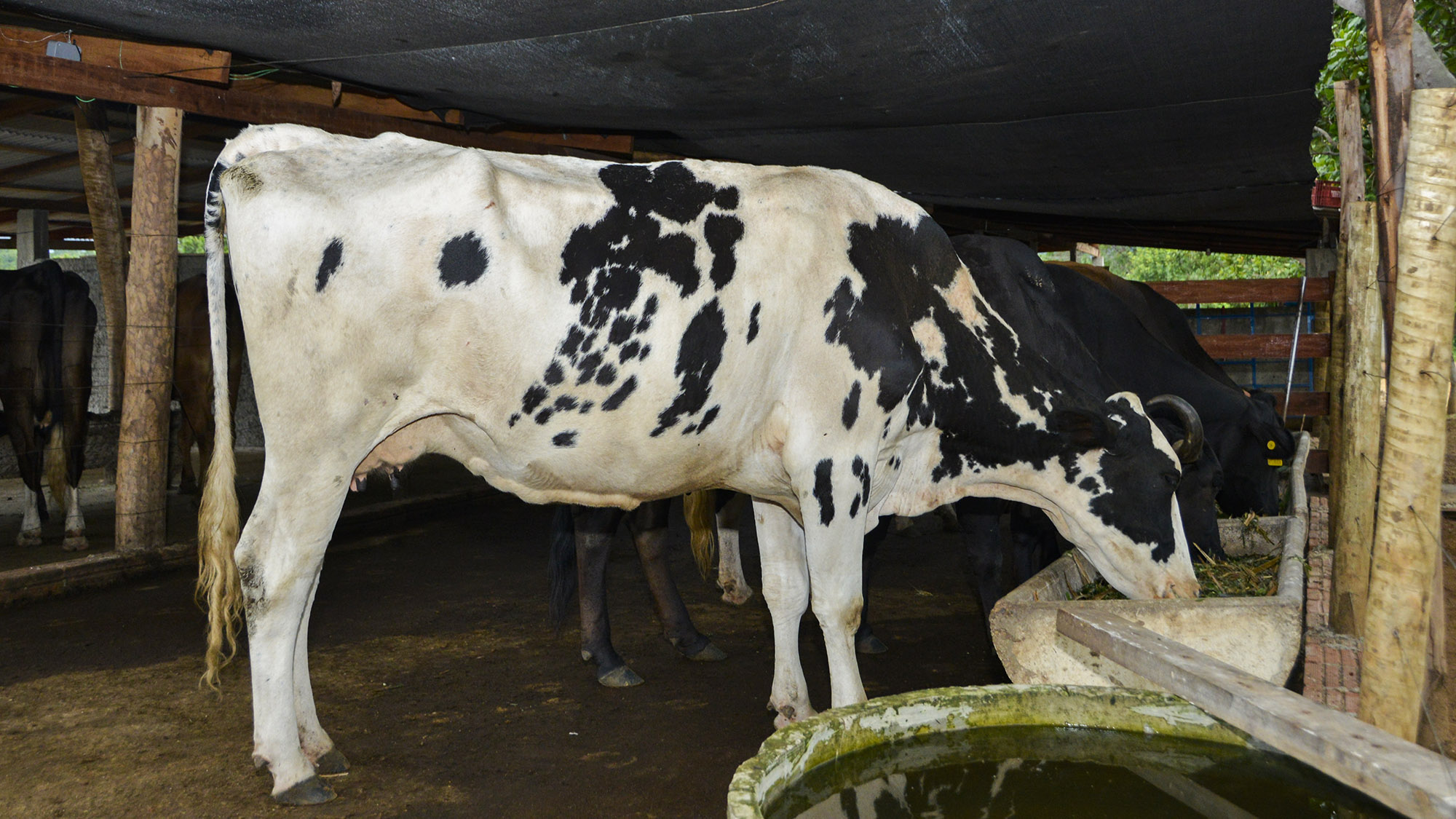 Desenvolvimento da cadeia produtiva de leite em Palmas é uma das metas da gestão municipal