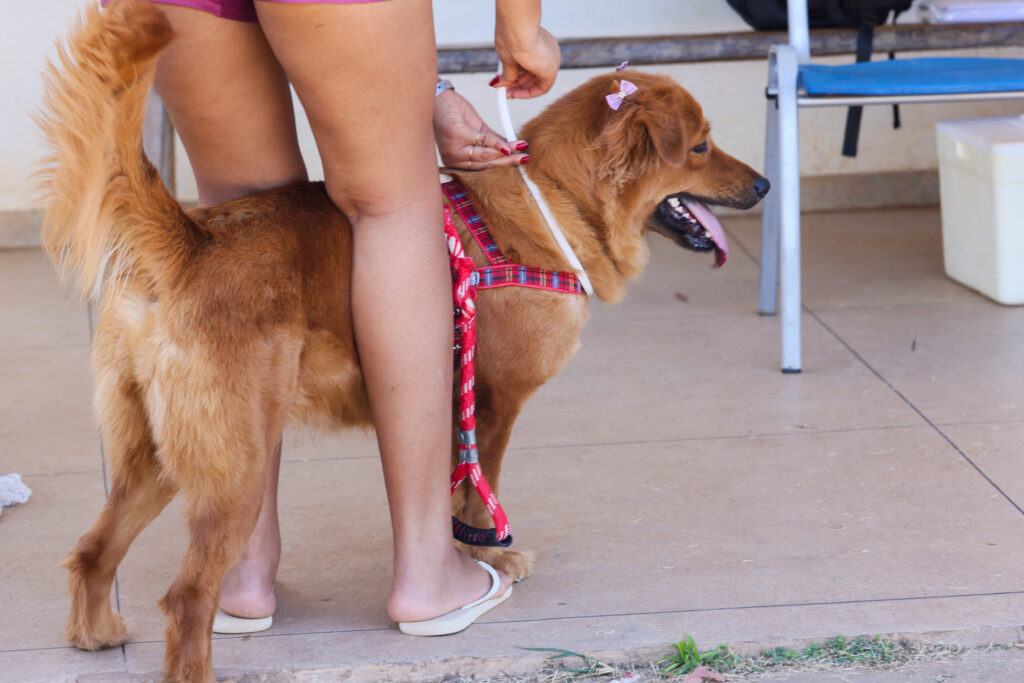Jardim Aureny III recebe ação da Prefeitura de Palmas para encoleiramento contra leishmaniose visceral em cães neste sábado, 27