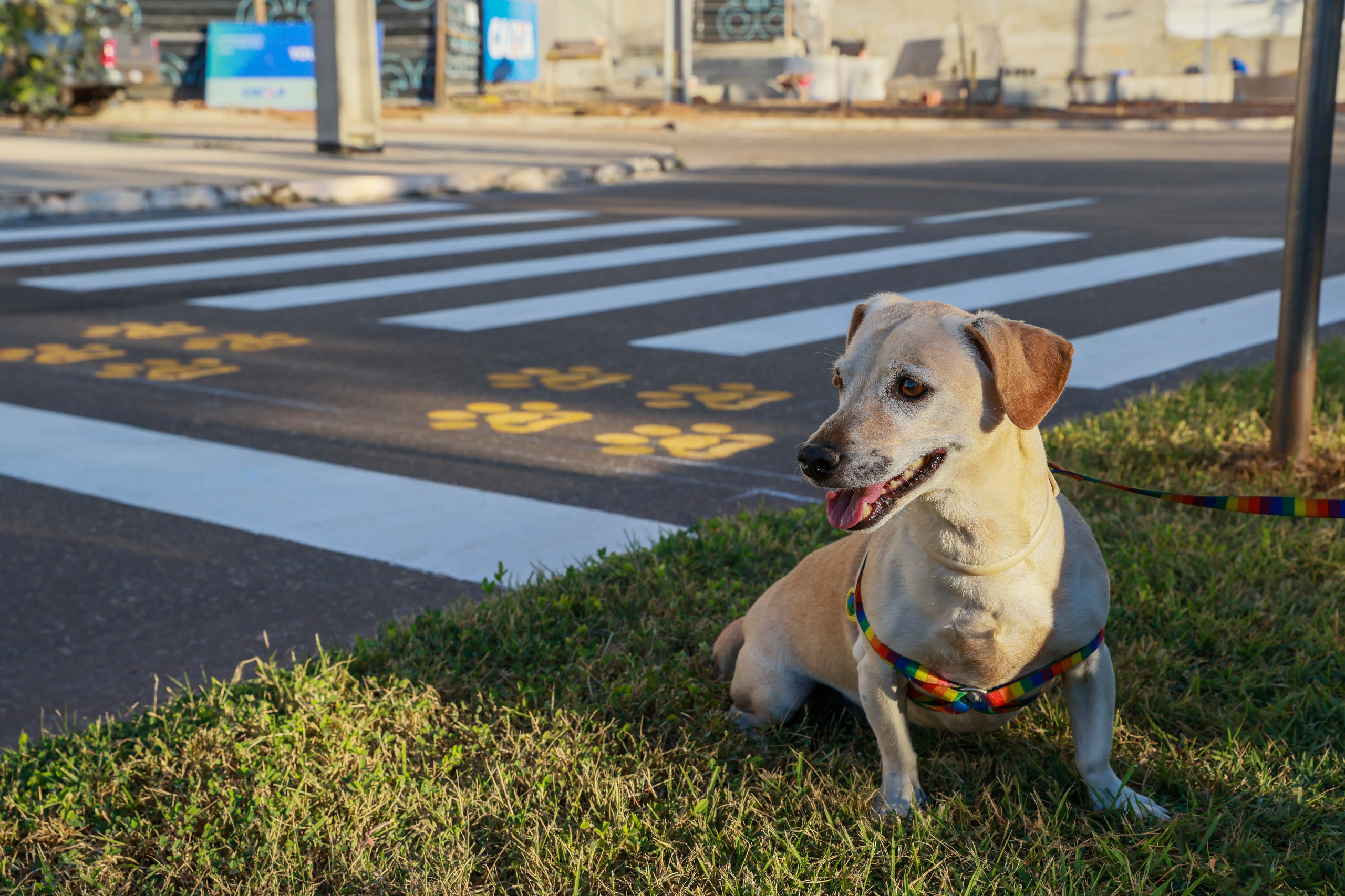 Calor exige atenção com passeios, hidratação e abrigo de cães e gatos