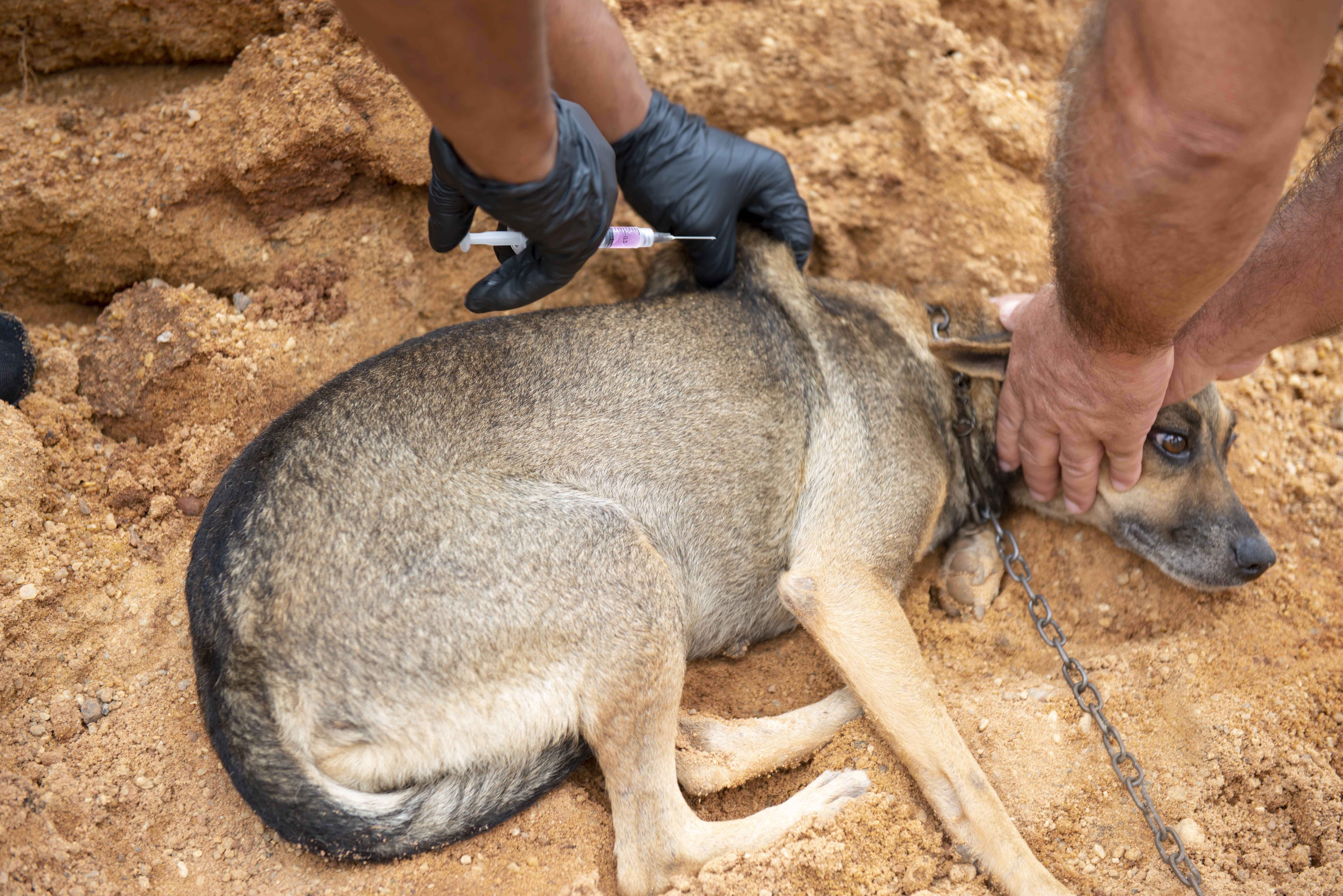 Vacinação de cães e gatos é uma das principais estratégias para preveção da raiva animal 
