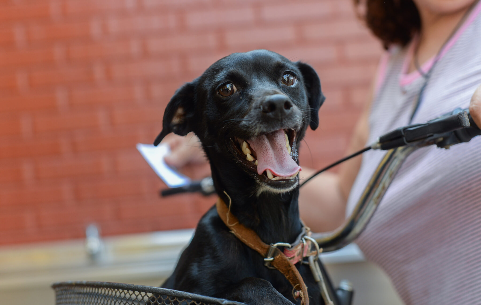 Prefeitura de Palmas abre mais 255 vagas para castração de cães e gatos