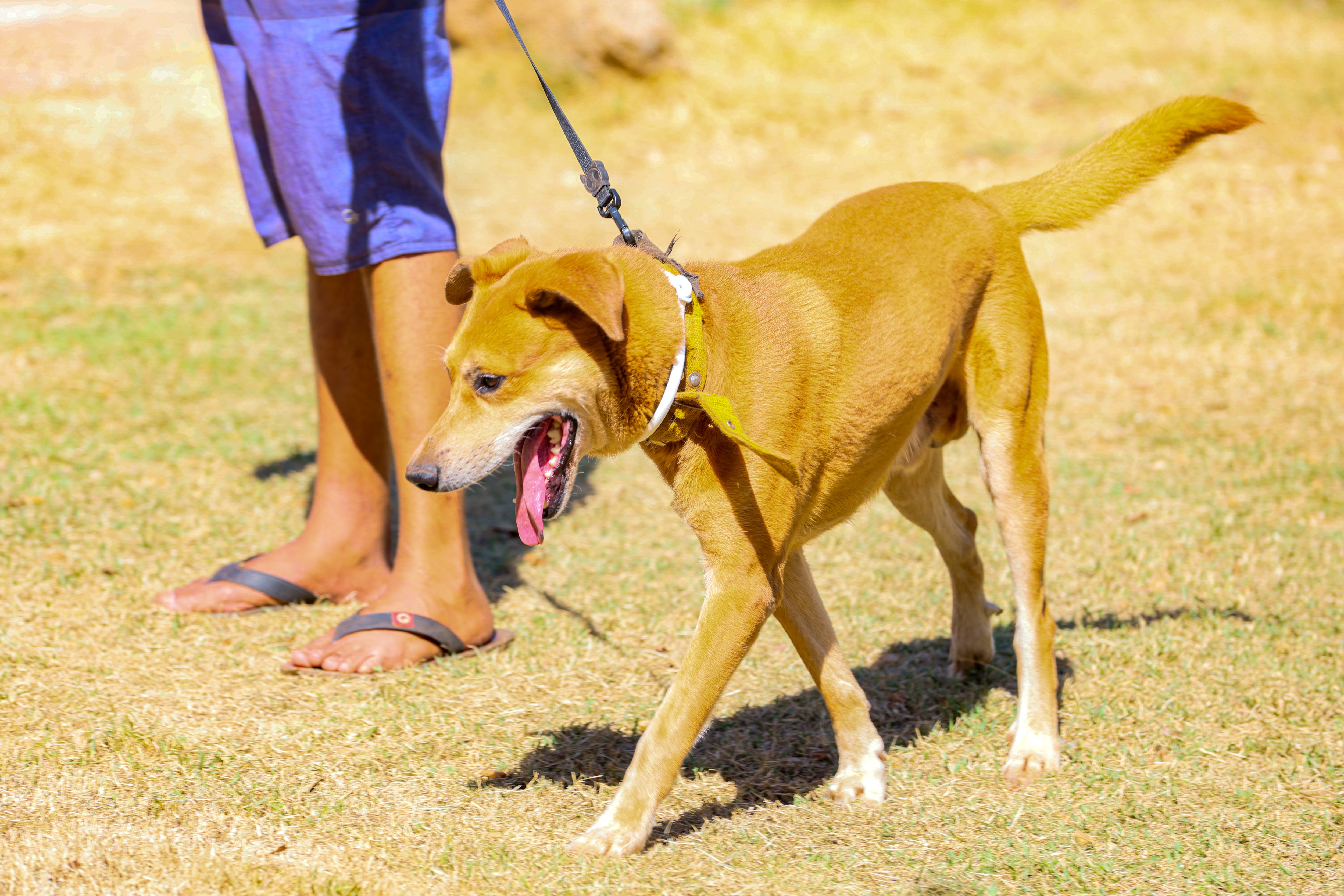 Iniciativa faz parte do Plano de Ação para Intensificação da Vigilância e Controle da Leishmaniose Visceral 
