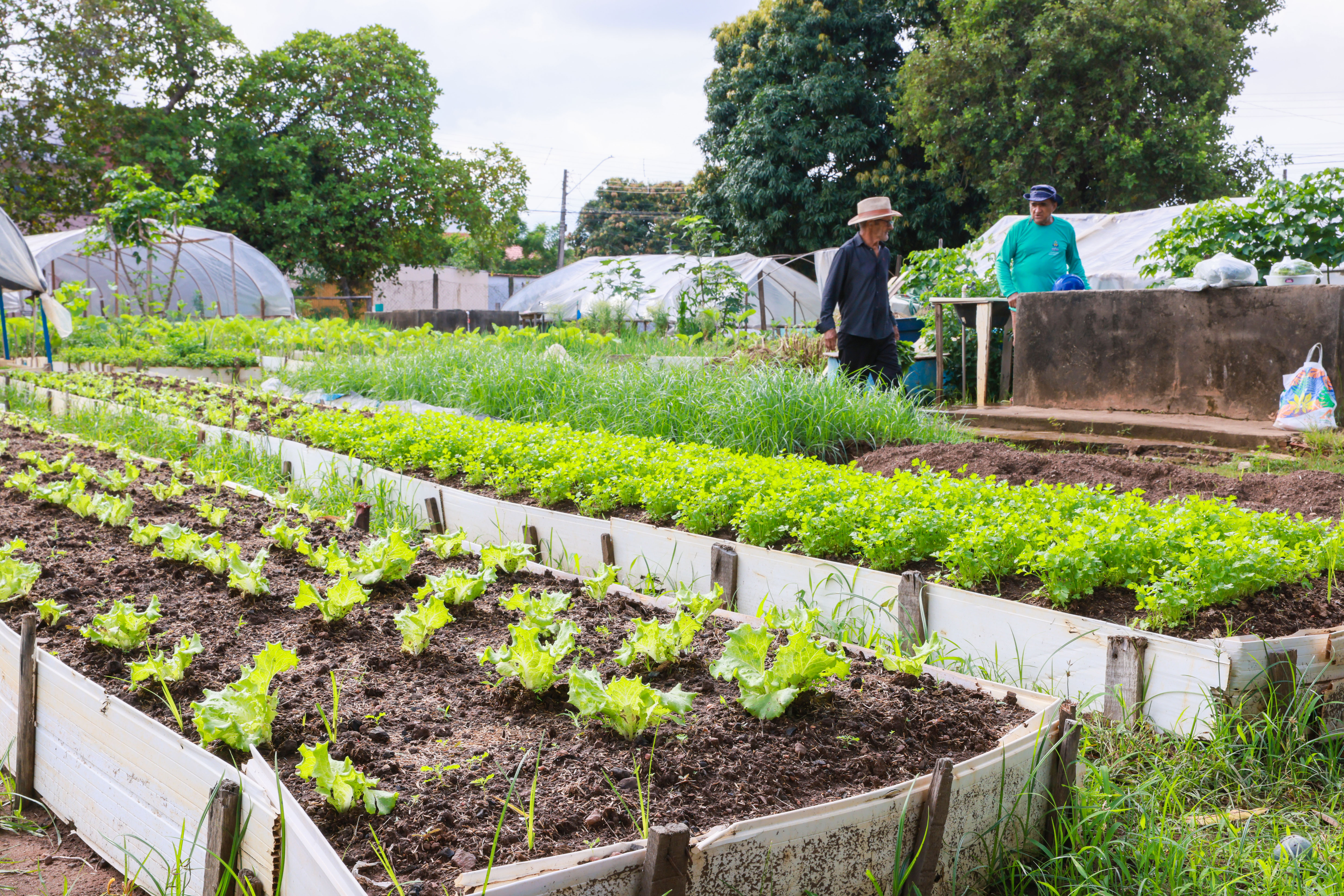 Recadastramento deve alcançar cerca de 300 horticultores que atuam nas 21 hortas comunitárias da Capital