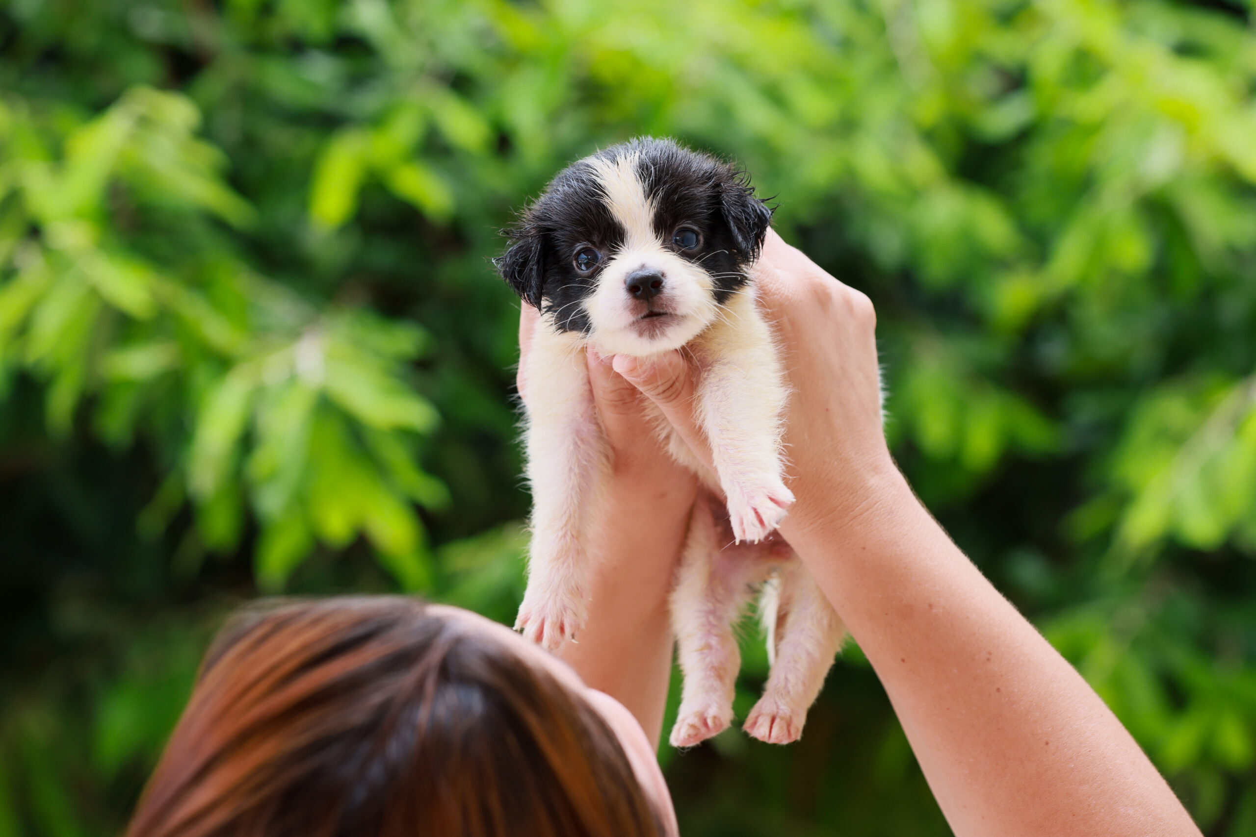 Prefeitura de Palmas incentiva cadastro gratuito de cães e gatos no novo sistema nacional ‘SinPatinhas’