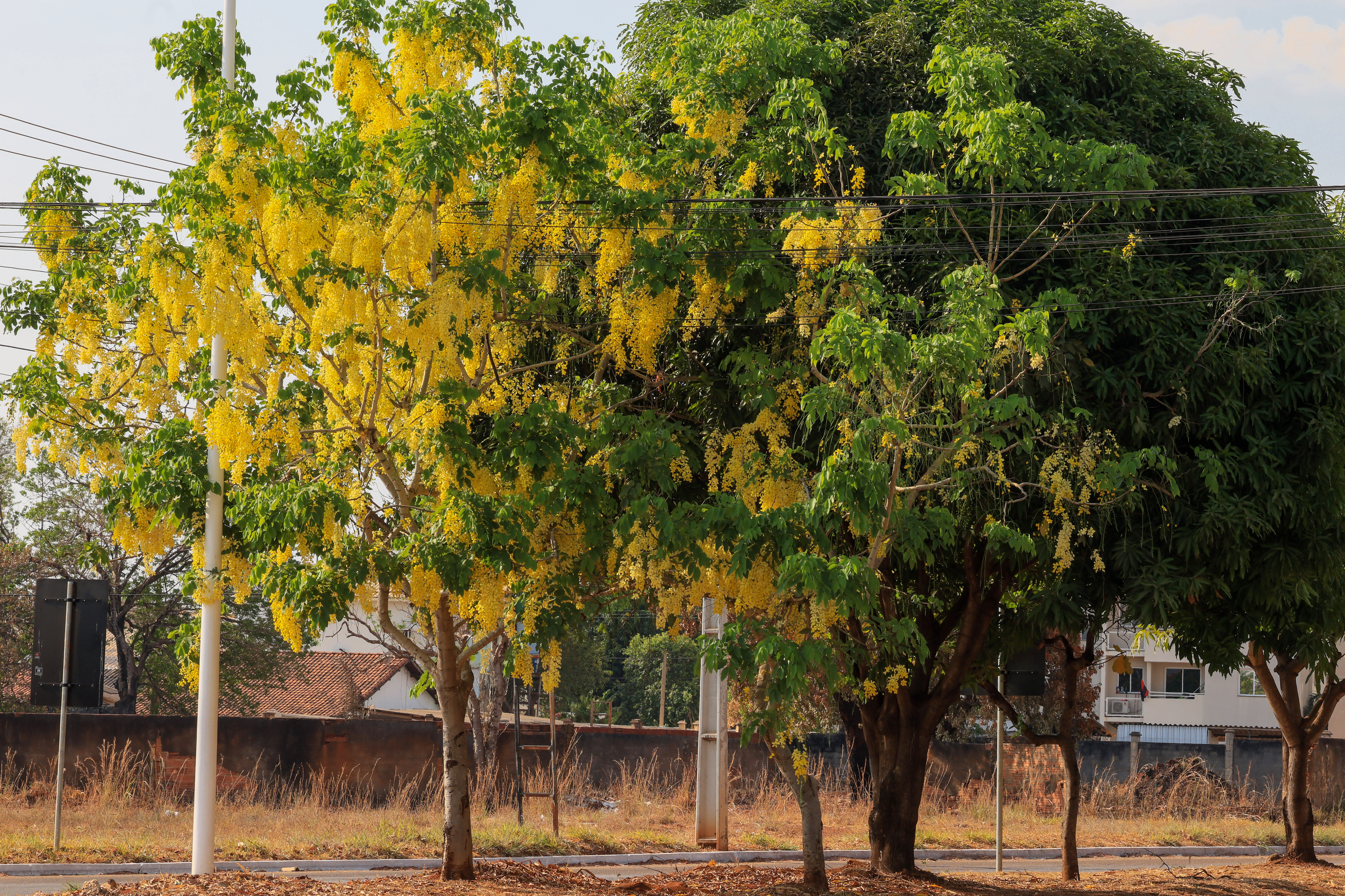 Comemoração do dia Dia da Árvore será realizada pela FMA na próxima sexta-feira, 19