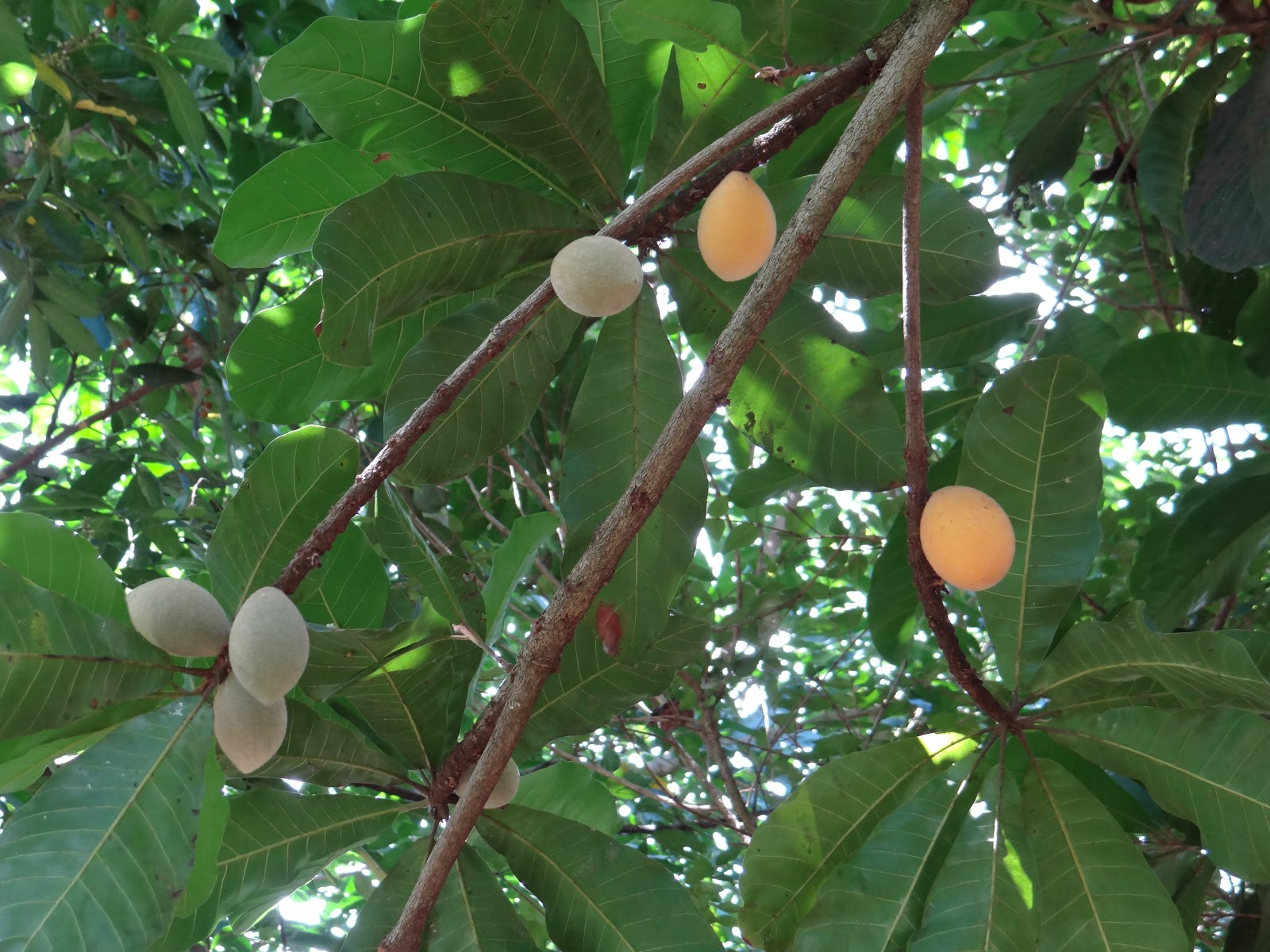 Técnicos da Fundação de Meio Ambiente coletam sementes de Guapeva para produção de mudas