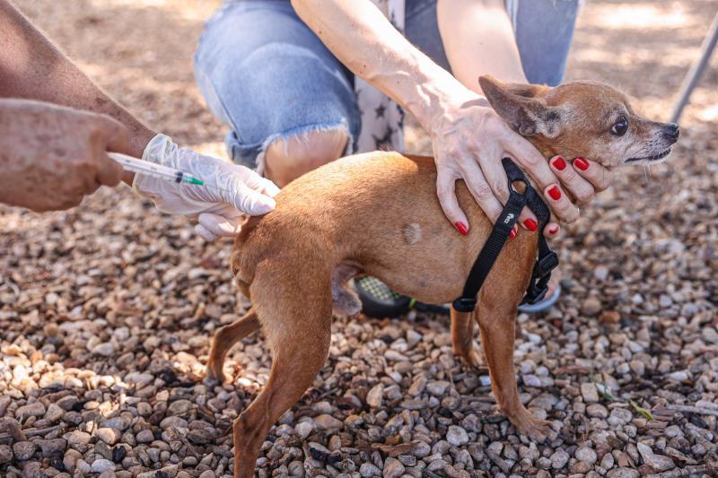 Semus aplica vacinação antirrábica em cães e gatos de forma gratuita
