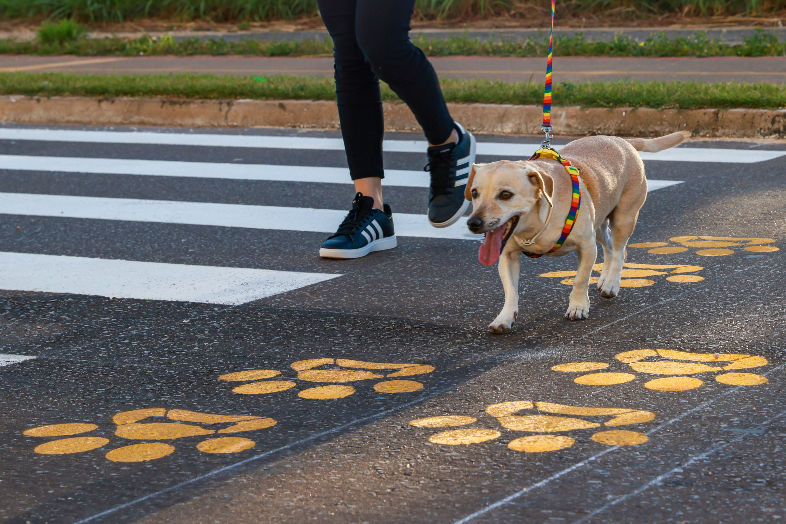 Patas amarelas no asfalto indicam a presença da faixa PataDestre, alertando motoristas e pedestresFoto: Lia Mara