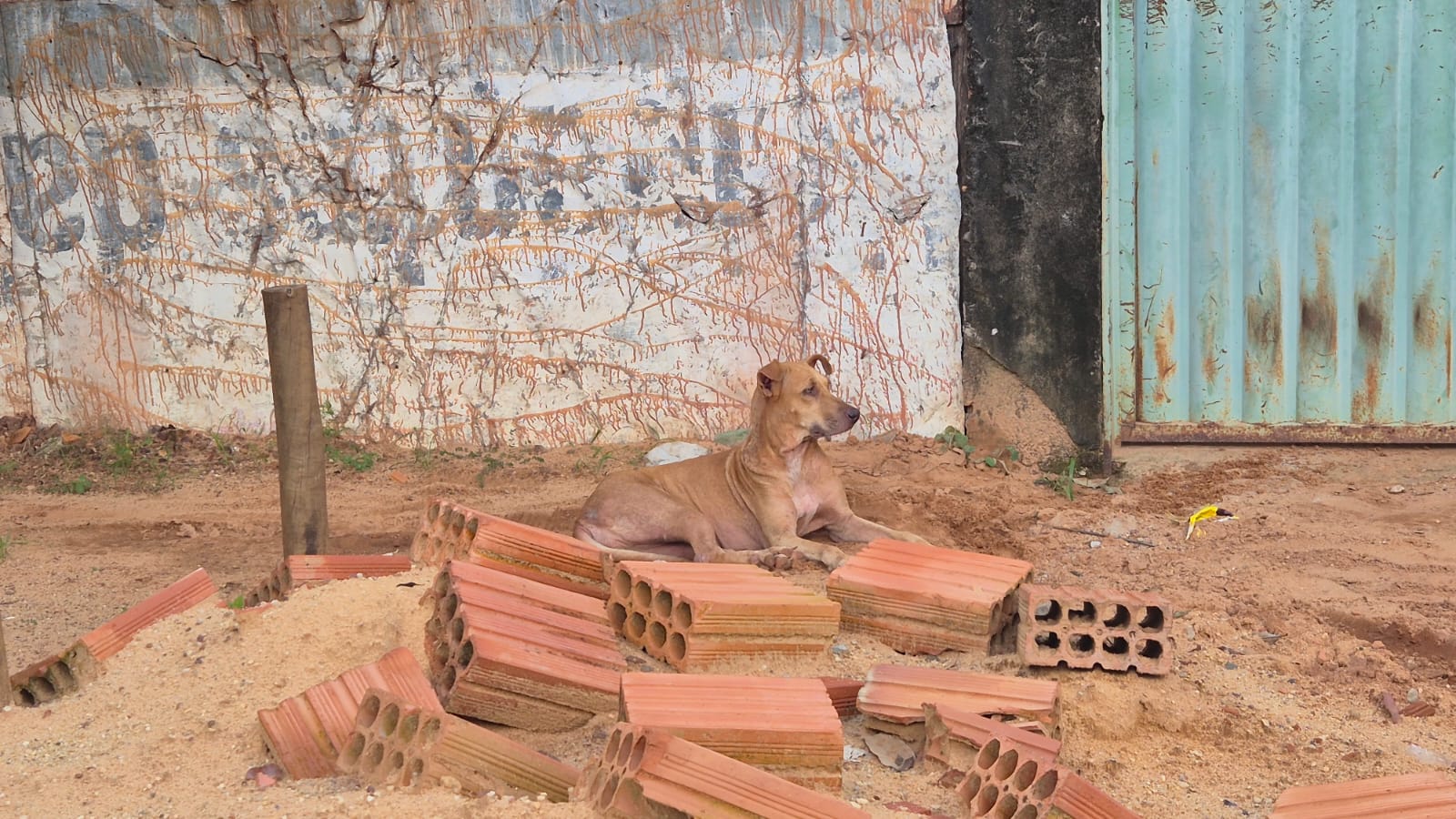 Ação conjunta leva orientação e atendimento veterinário aos animais das famílias atingidas pelo vendaval