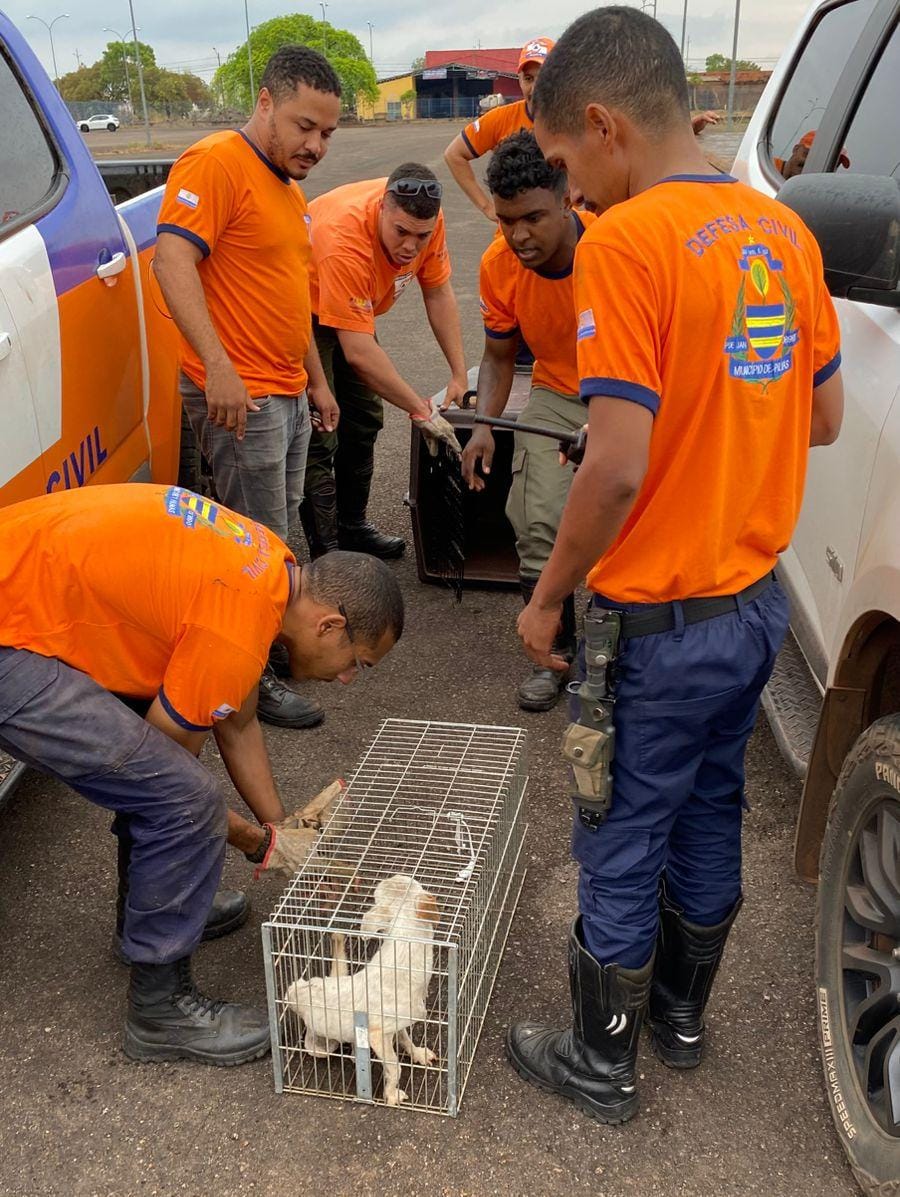 Defesa Civil de Palmas resgata cão de pequeno porte preso em bueiro da capital